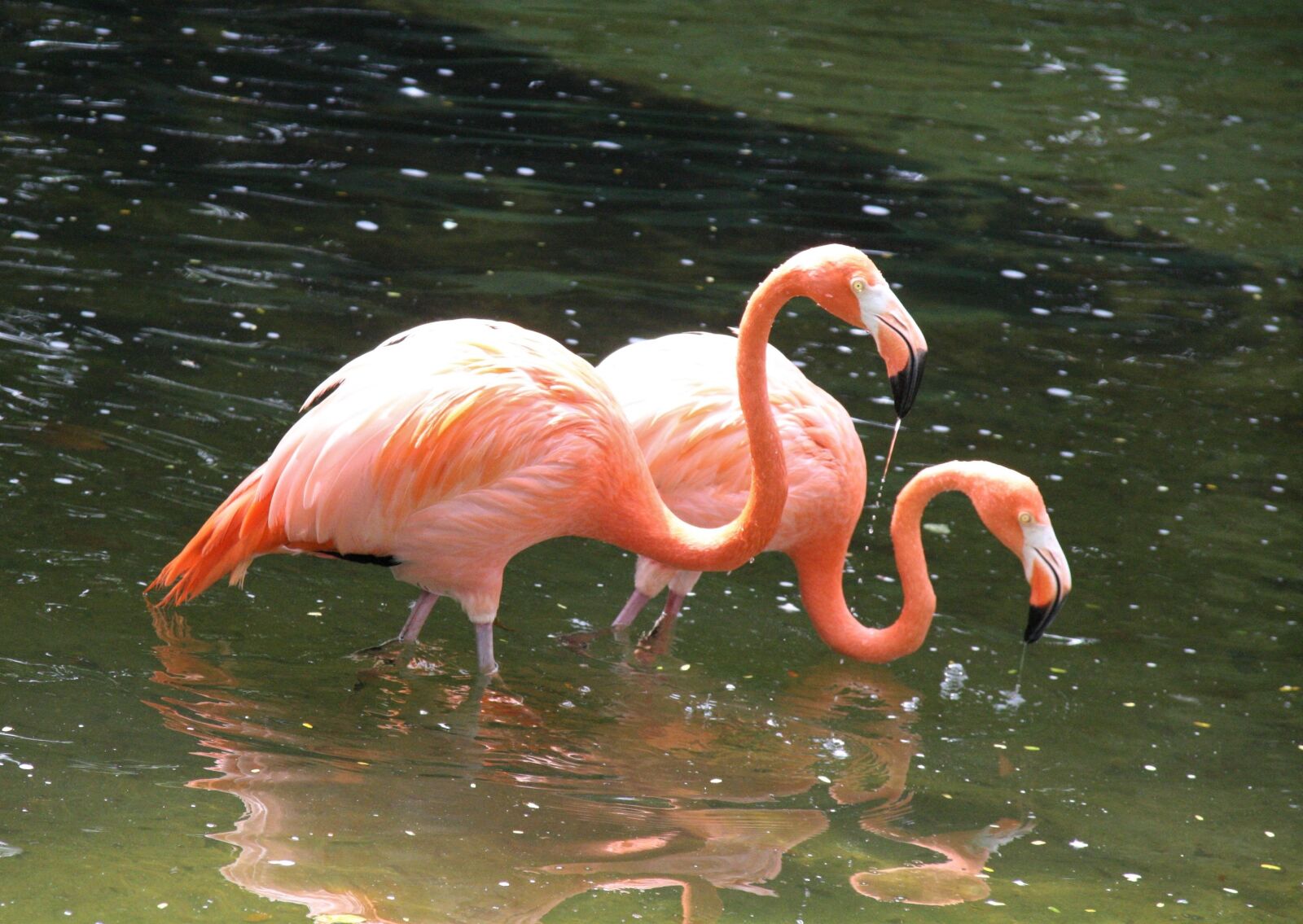 Canon EOS 1000D (EOS Digital Rebel XS / EOS Kiss F) sample photo. Flamingo, bird, water photography