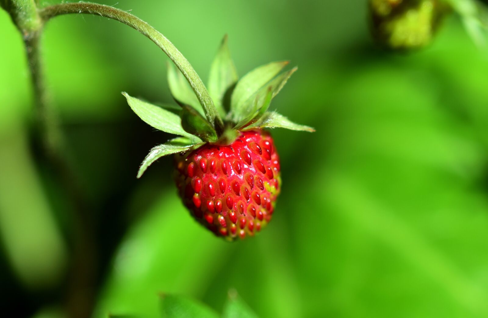 Nikon D3300 sample photo. Strawberry, wild strawberry, red photography