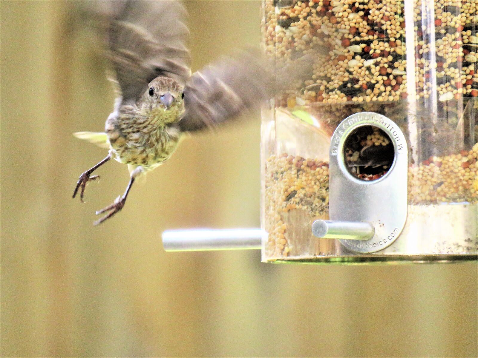 Canon PowerShot SX60 HS sample photo. Bird, in flight, wildlife photography