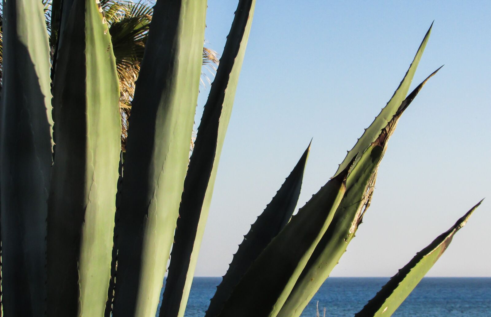 Canon PowerShot SX400 IS sample photo. Cyprus, cavo greko, aloe photography