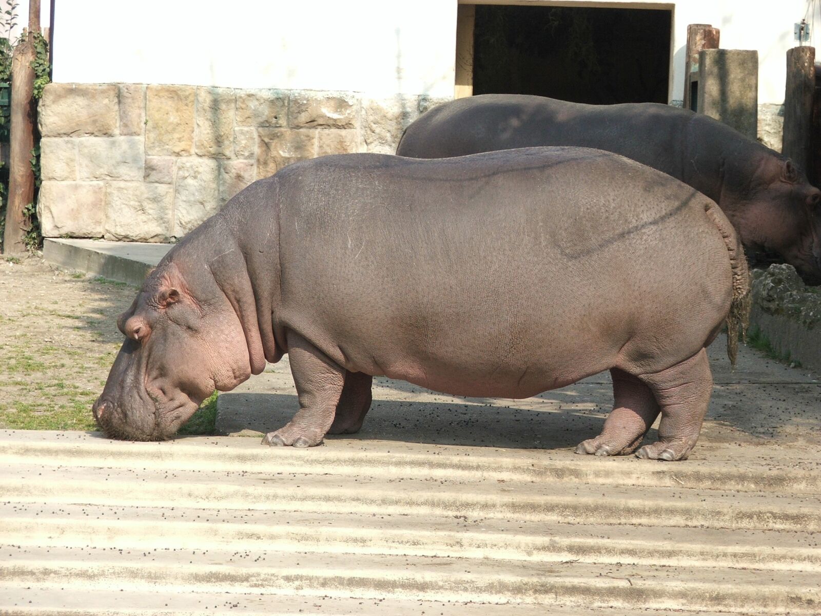 Fujifilm FinePix S5500 sample photo. Hippopotamus, zoo, budapest photography