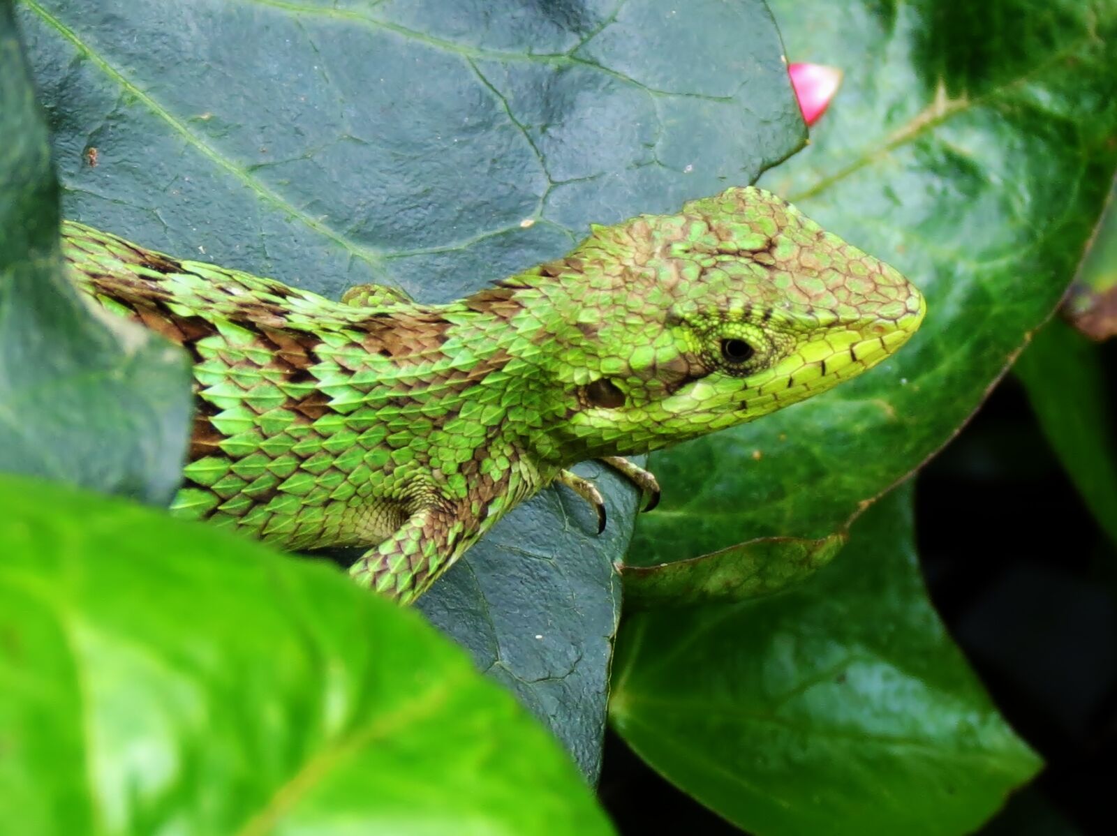 Canon PowerShot SX40 HS sample photo. Lizard photography