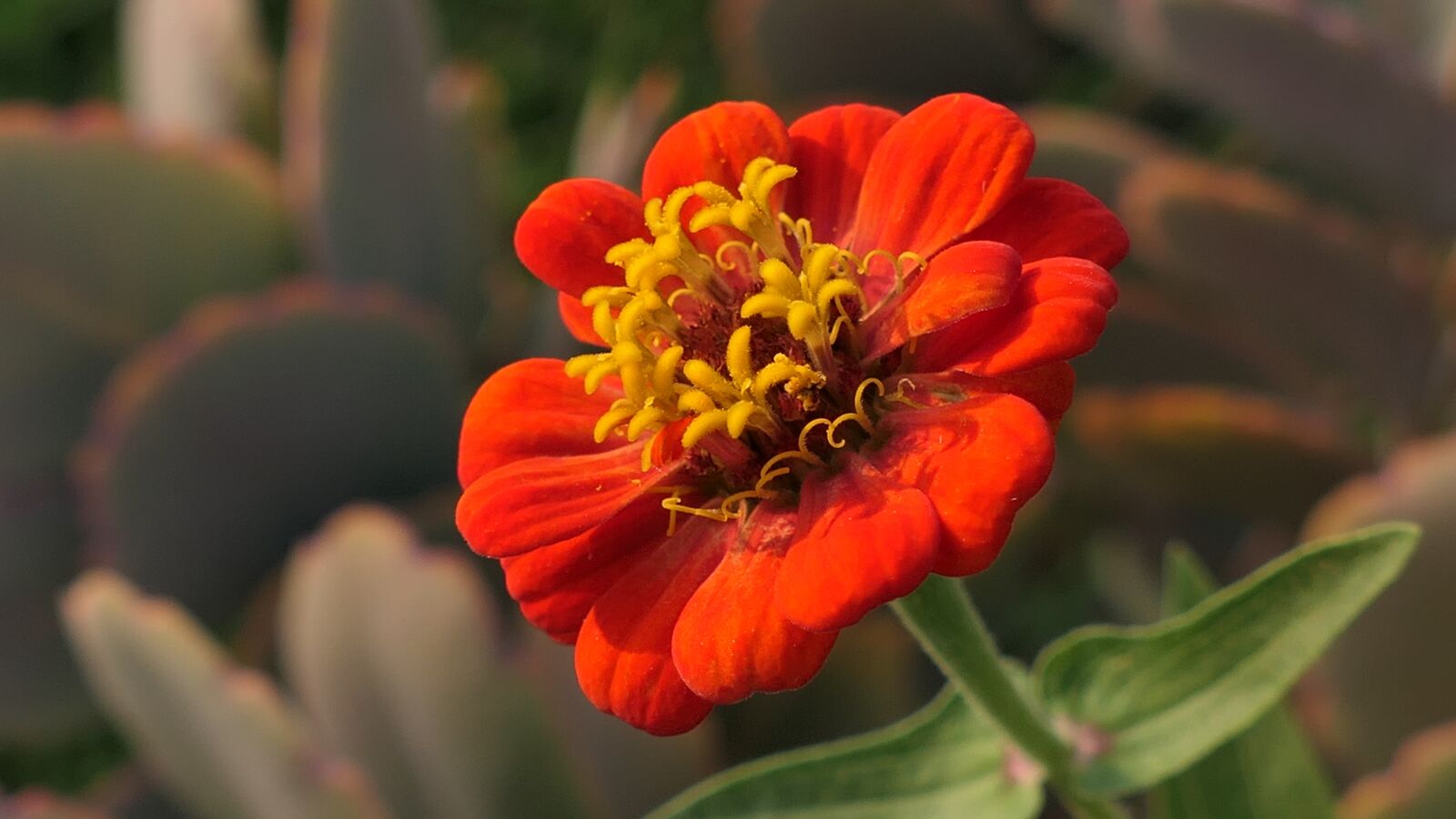 Panasonic DC-FZ10002 sample photo. Flower, macro, zinnia photography