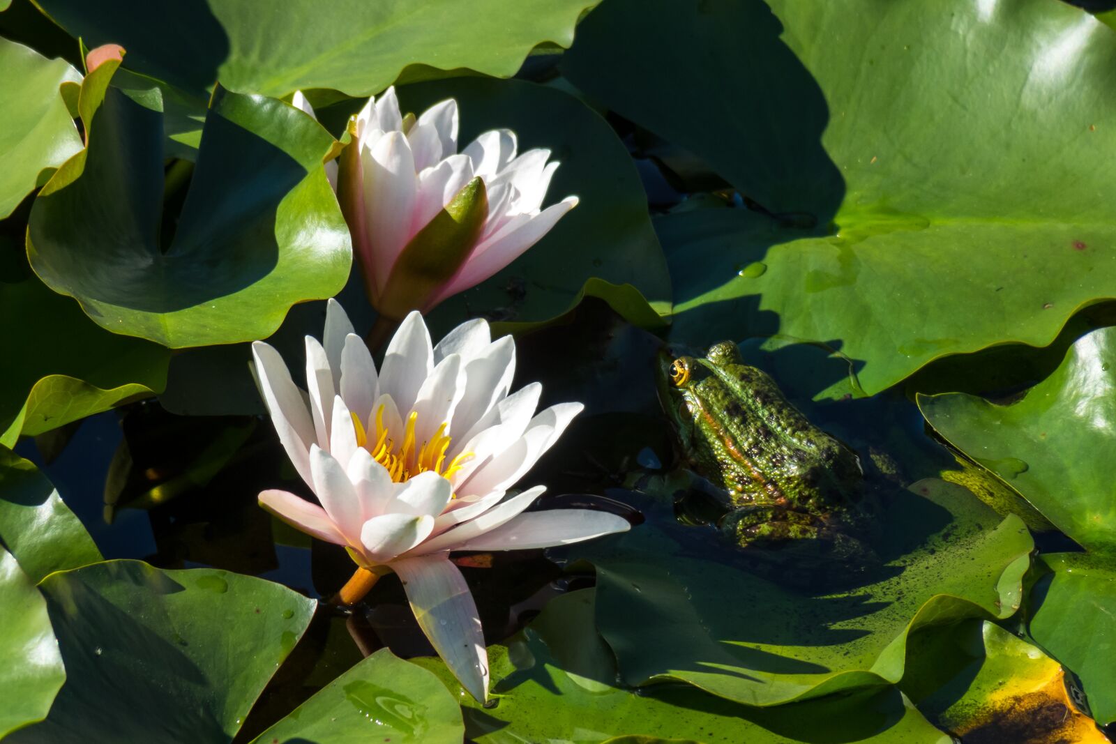 Canon PowerShot G3 X sample photo. Water lilies, frog, hidden photography