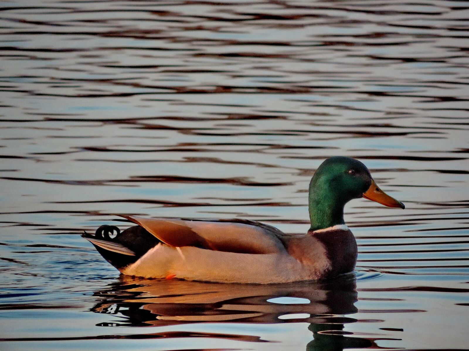 Nikon Coolpix P520 sample photo. Sunset, lake, mallard, duck photography