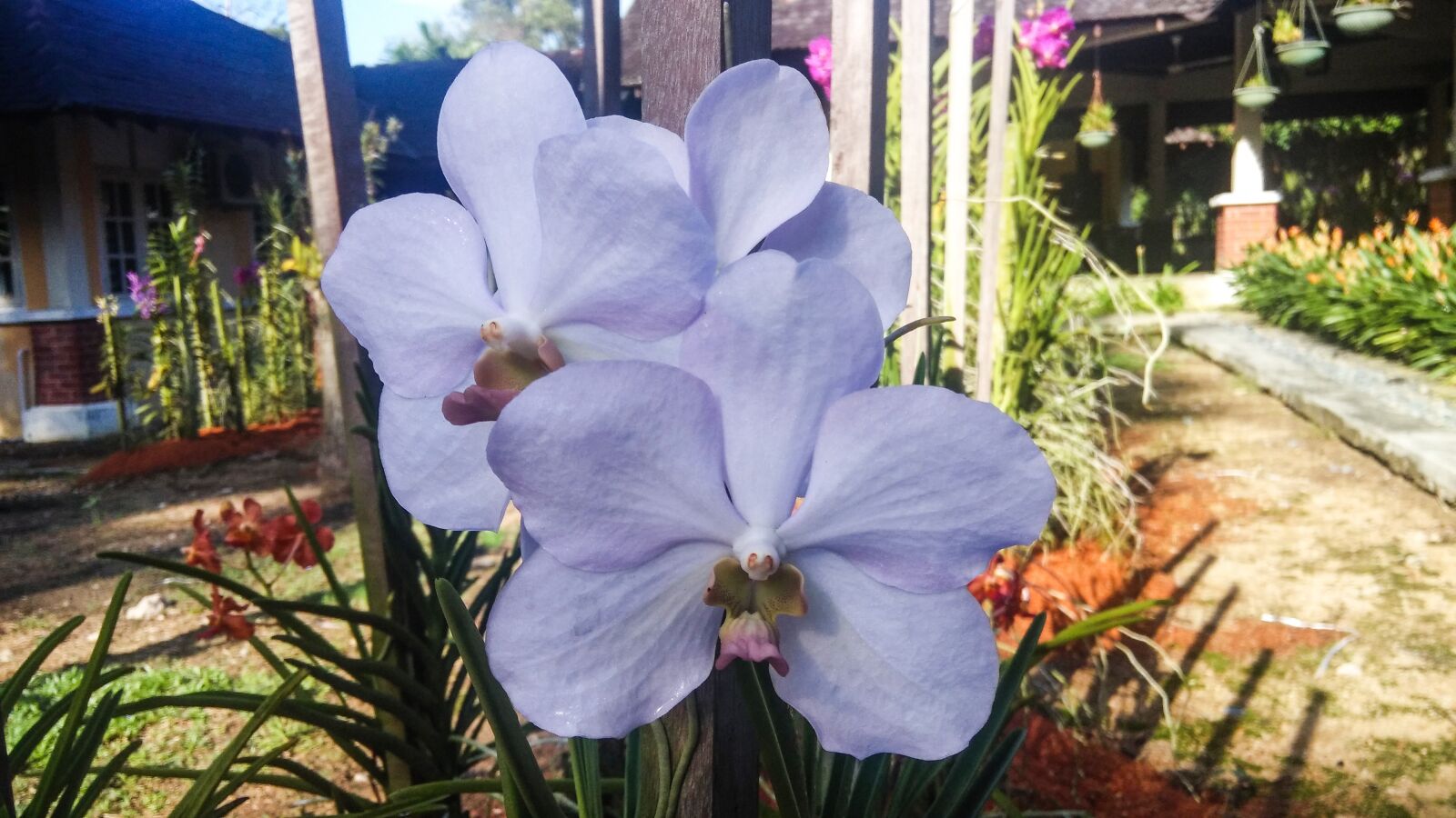 Xiaomi MI3 sample photo. Nature, flora, flower photography
