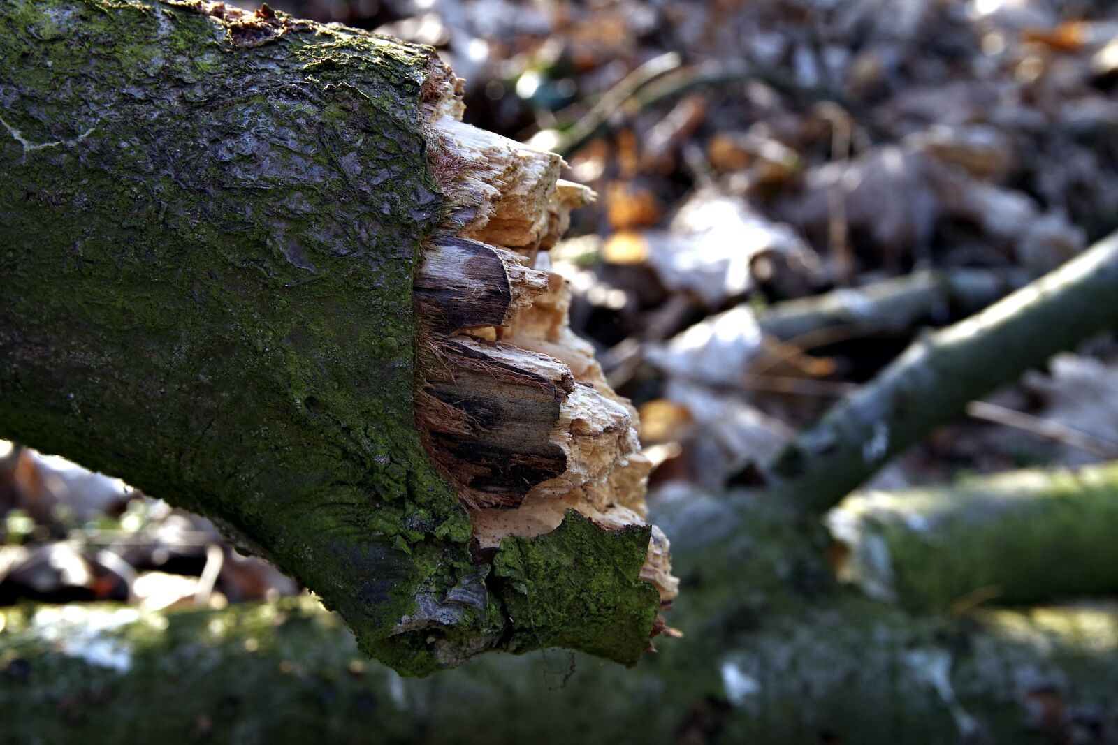 Pentax K-S2 sample photo. The broken barrel, broken photography