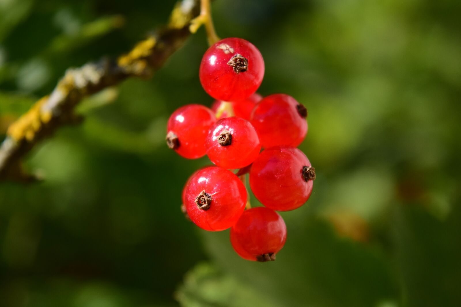 Nikon D3300 sample photo. Currants, grape, fruit photography