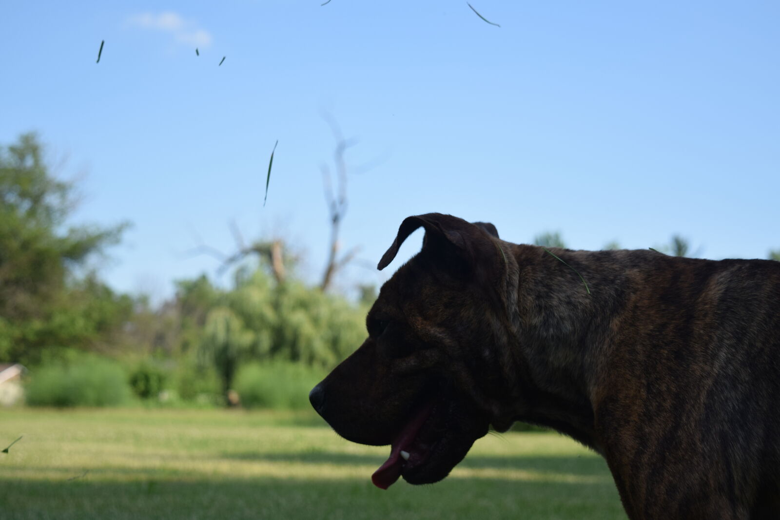 Nikon D3300 sample photo