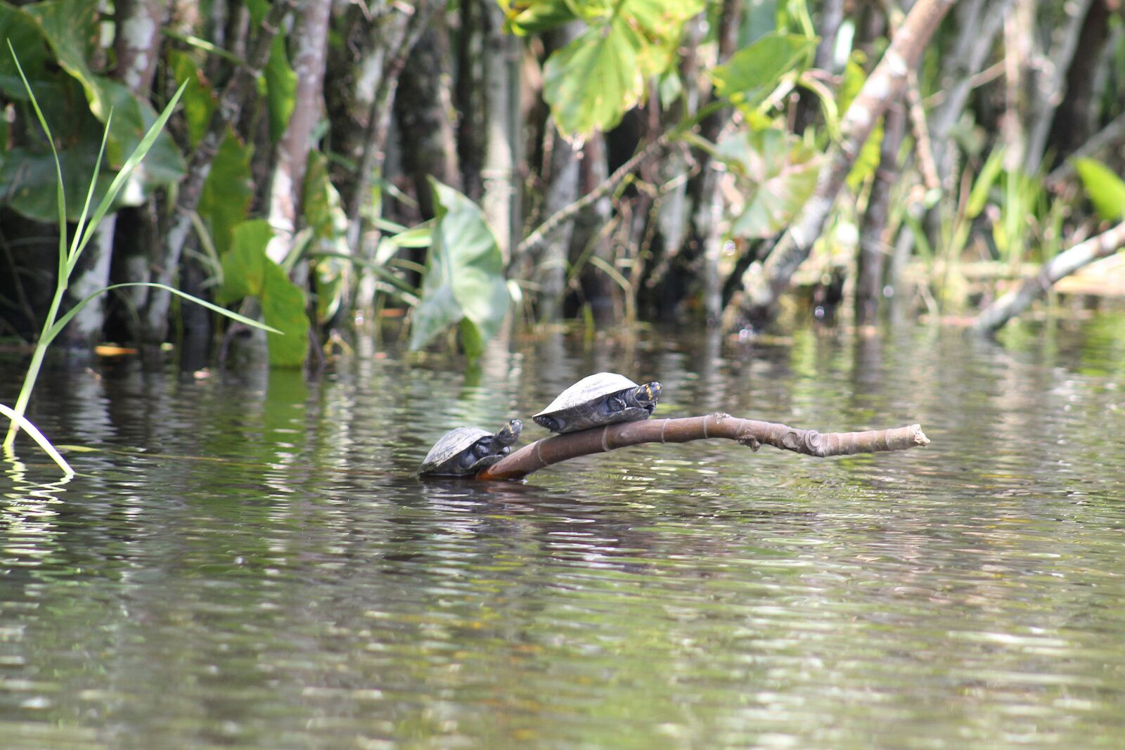 Canon EOS 1100D (EOS Rebel T3 / EOS Kiss X50) sample photo. Turtles, amazon, river photography