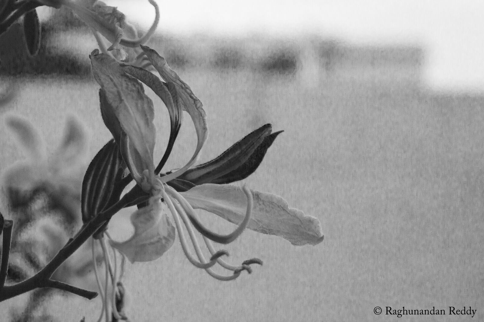 Nikon D3200 sample photo. Wildflower photography