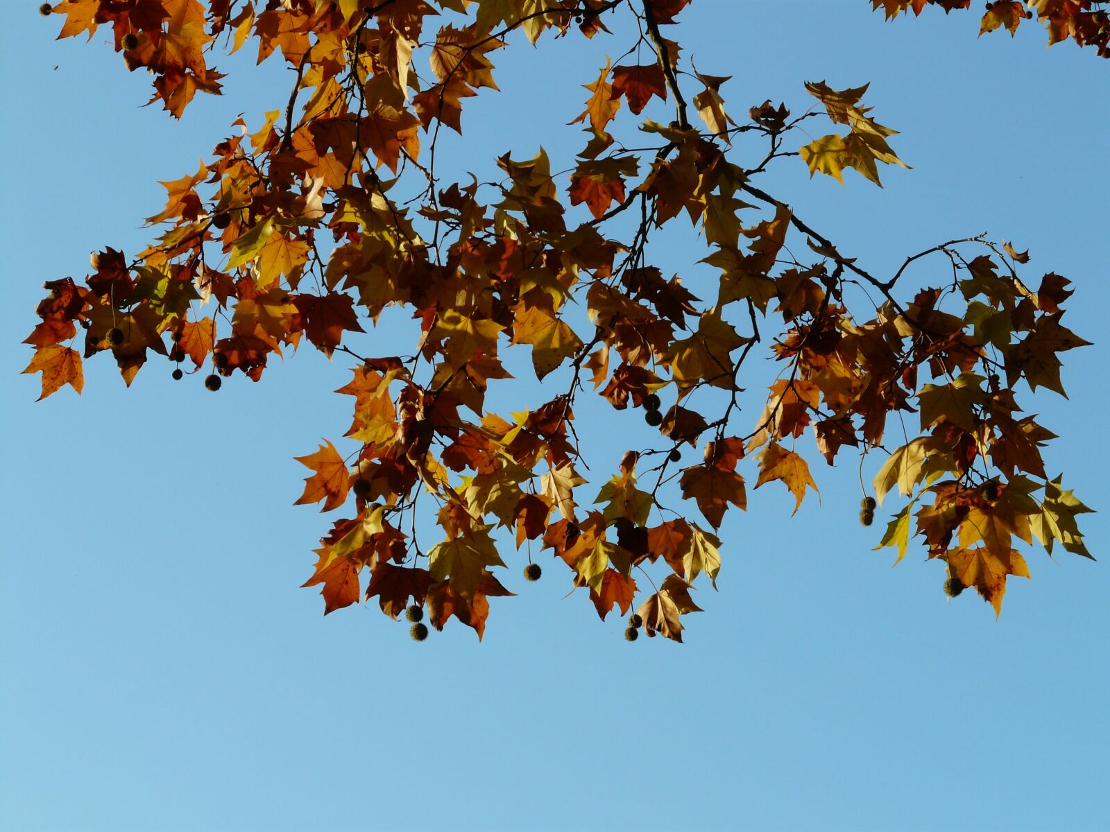 Panasonic DMC-FZ18 sample photo. Leaves, maple leaved plane photography