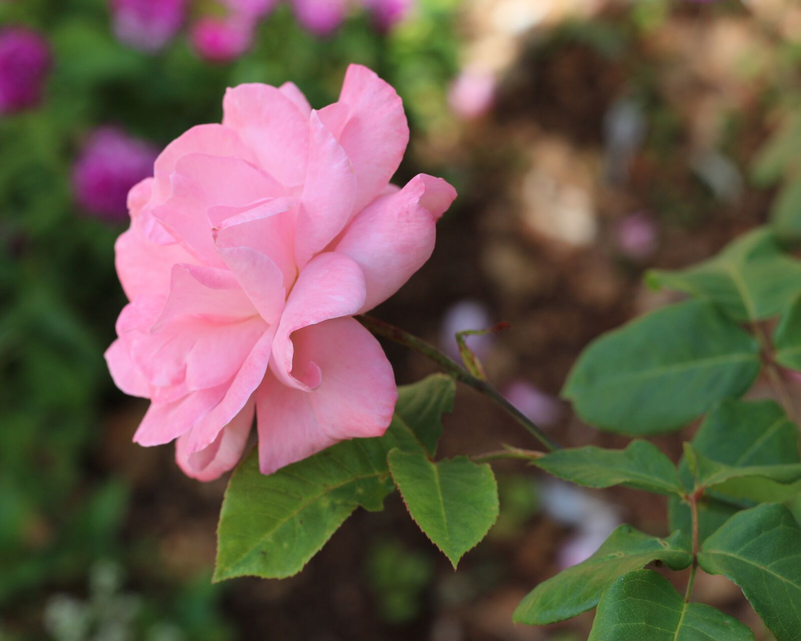 Canon EOS 700D (EOS Rebel T5i / EOS Kiss X7i) sample photo. Pale pink, pink rose photography