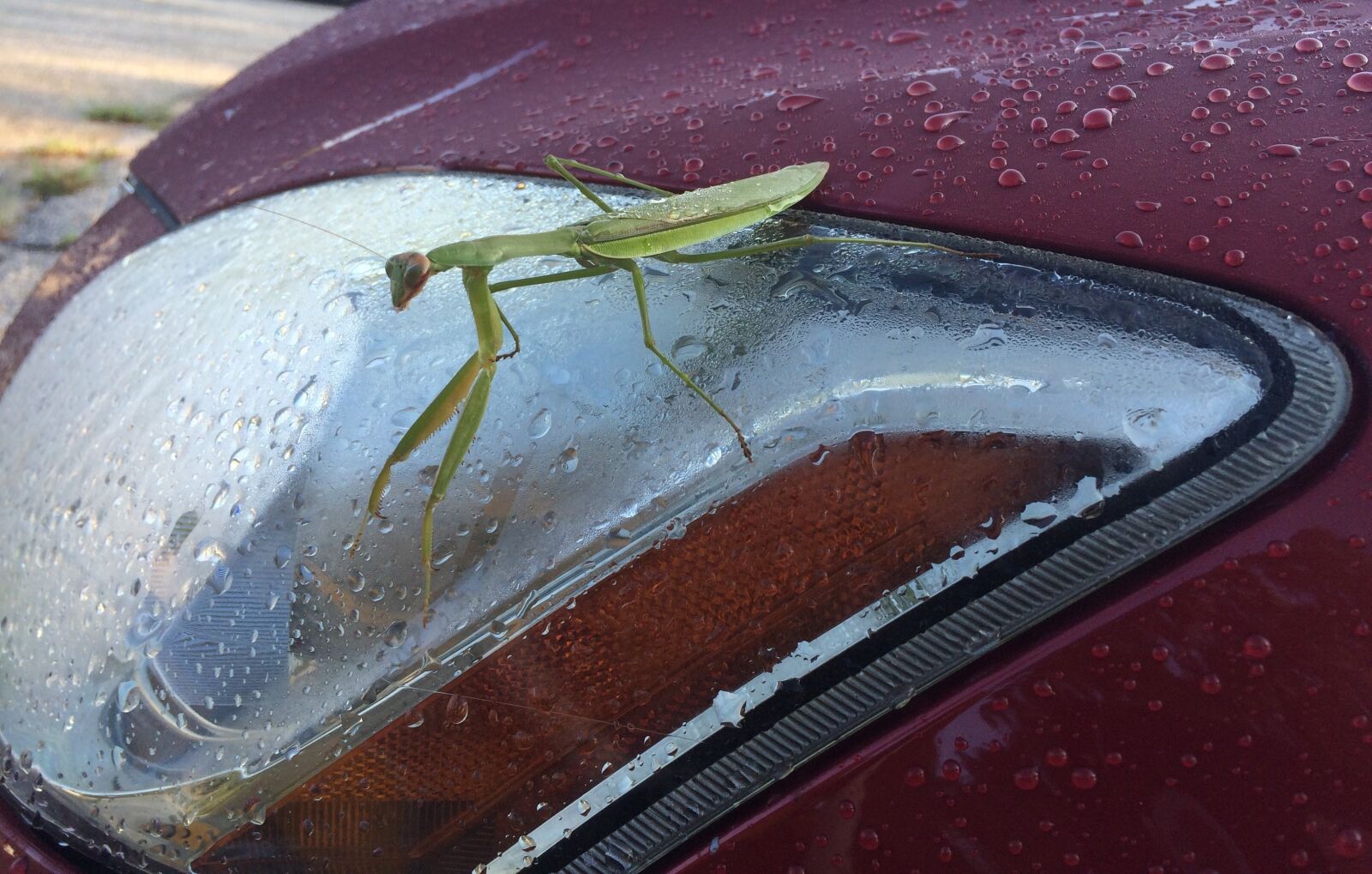 Apple iPhone 5s sample photo. Praying mantis, insect, headlight photography