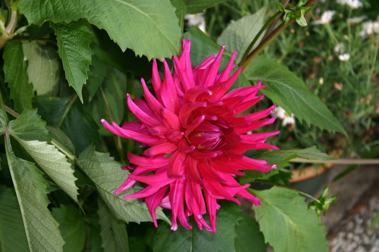 Canon EOS 300D (EOS Digital Rebel / EOS Kiss Digital) sample photo. Flower, red, pink photography