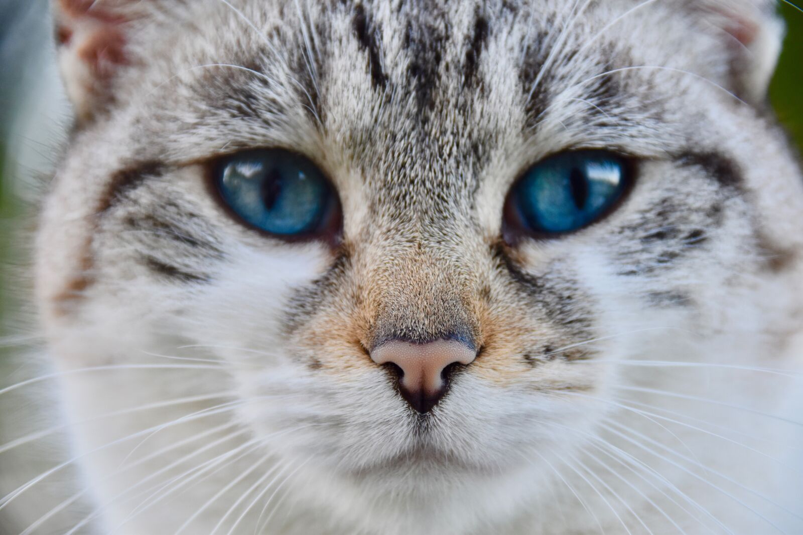 Nikon D5600 sample photo. Cat, truffle cat, nose photography