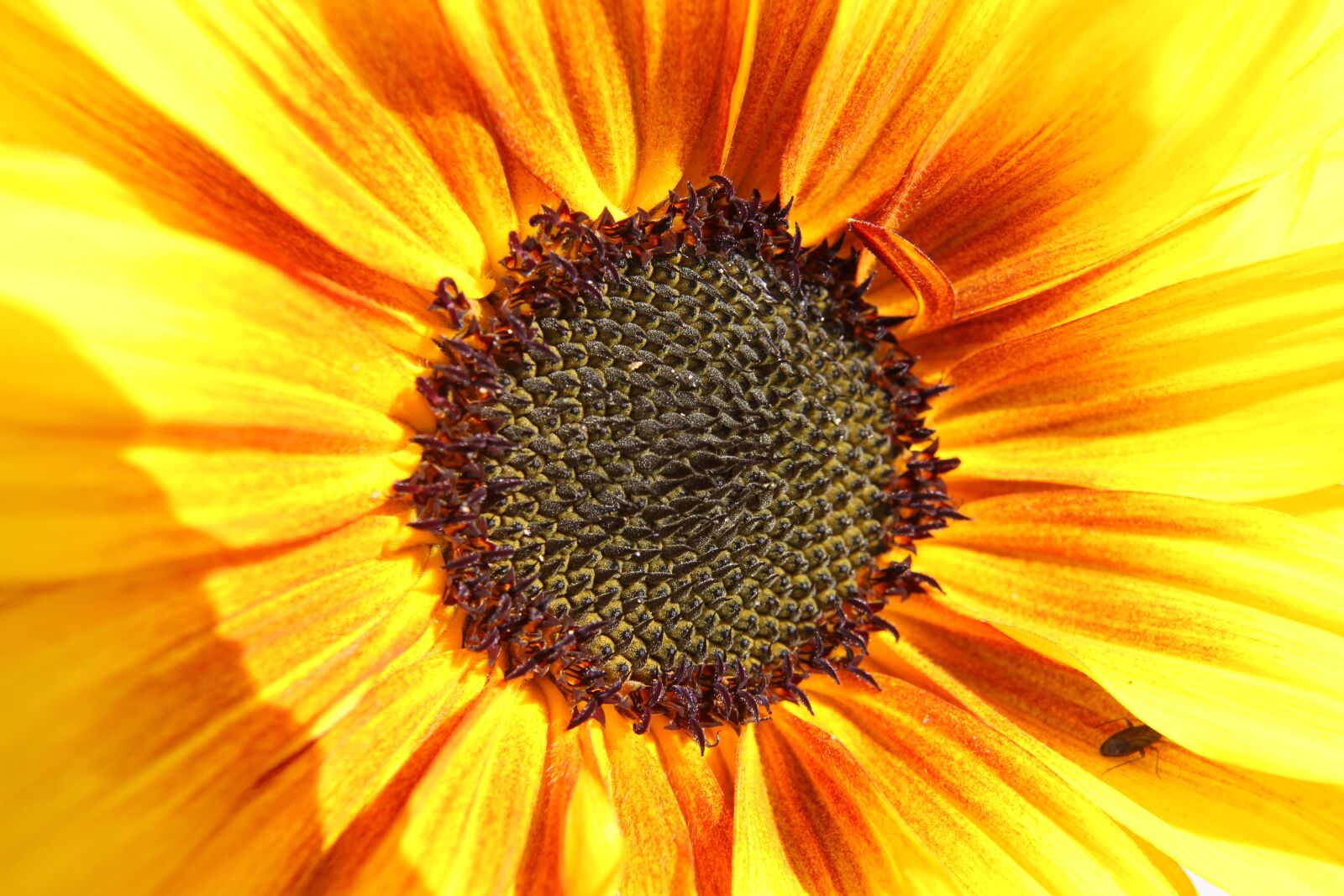 Canon EOS 7D sample photo. Sunflower, insect, summer photography