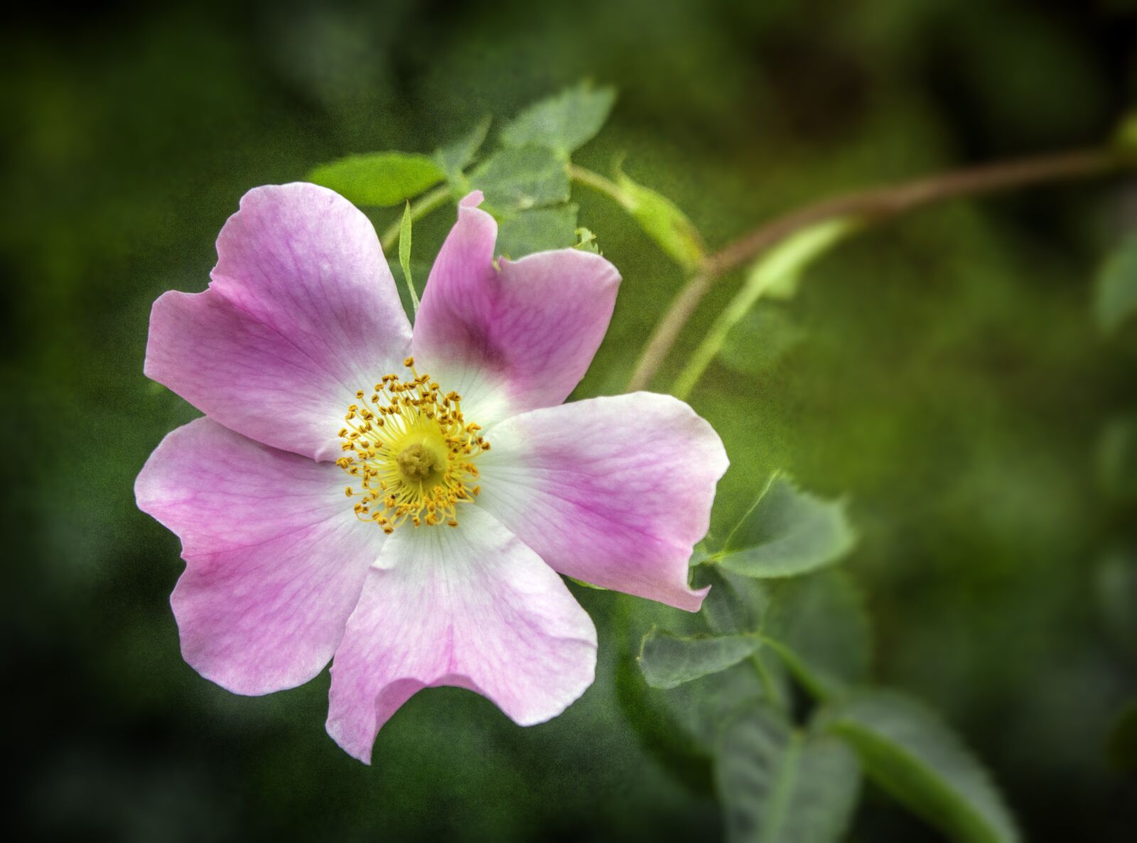 Sigma 100-400mm F5-6.3 DG OS HSM sample photo. Dog rose, wildflower, botany photography