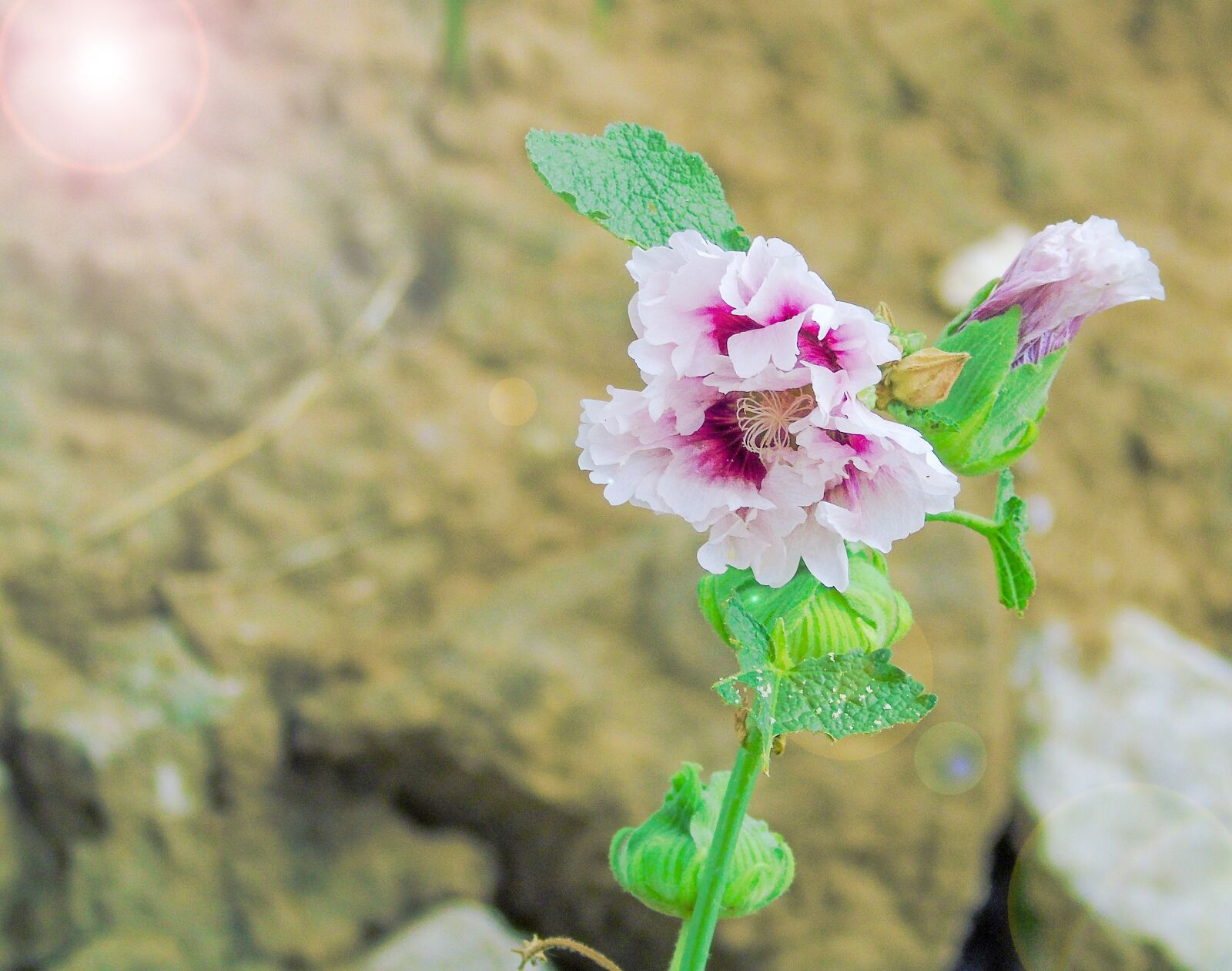 Sony Cyber-shot DSC-H400 sample photo. Realism, photography, wild flowers photography