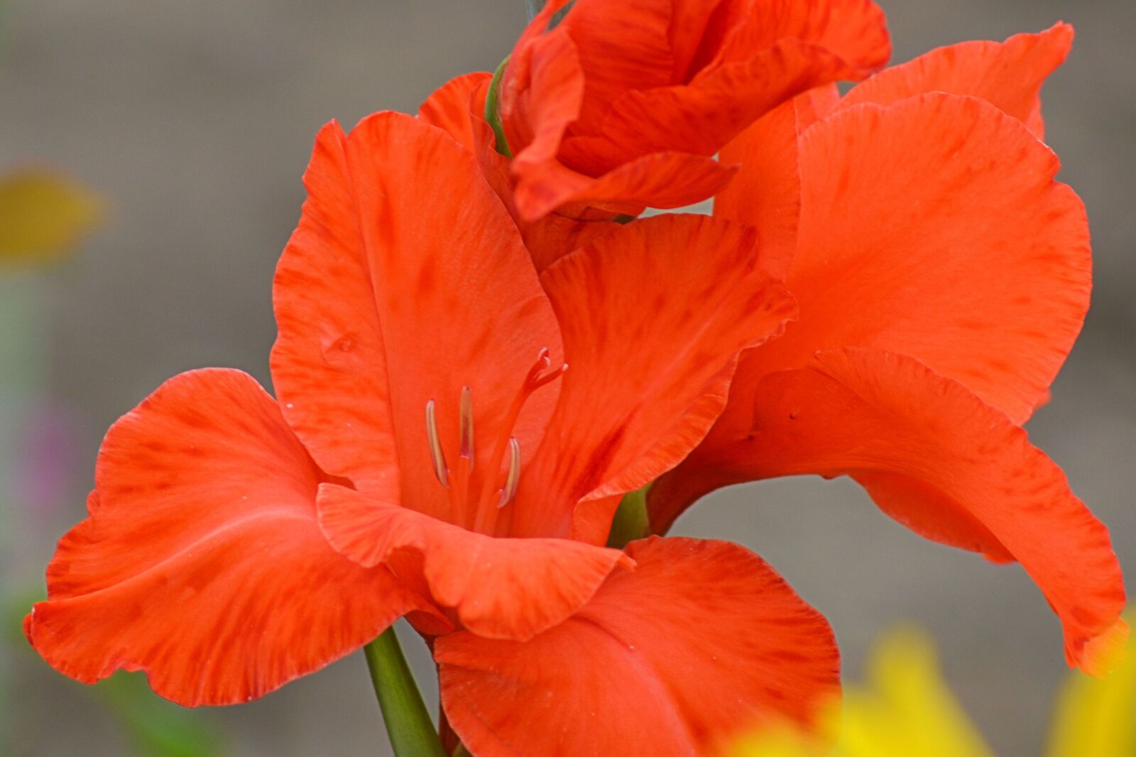 Nikon D3200 sample photo. Gladiolus, gladiola blossom, red photography