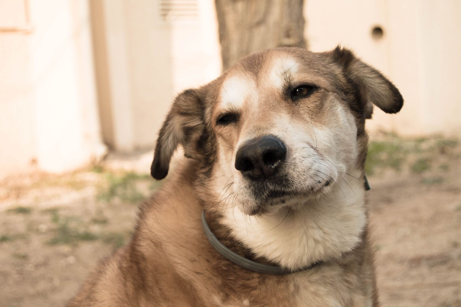 Nikon D3200 sample photo. Dog, animal, pet photography