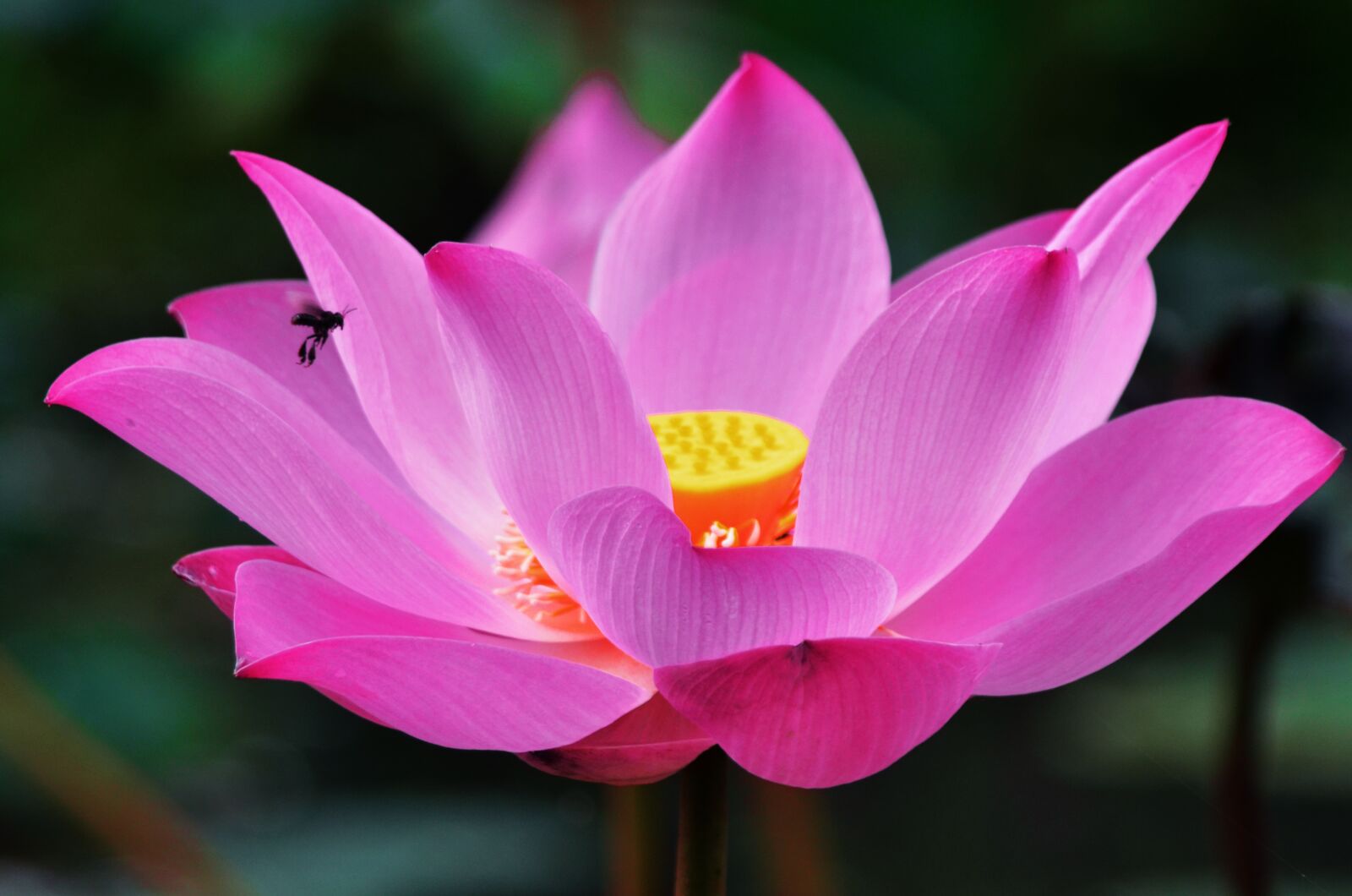 Nikon D7000 sample photo. Lotus, flower, macro photography