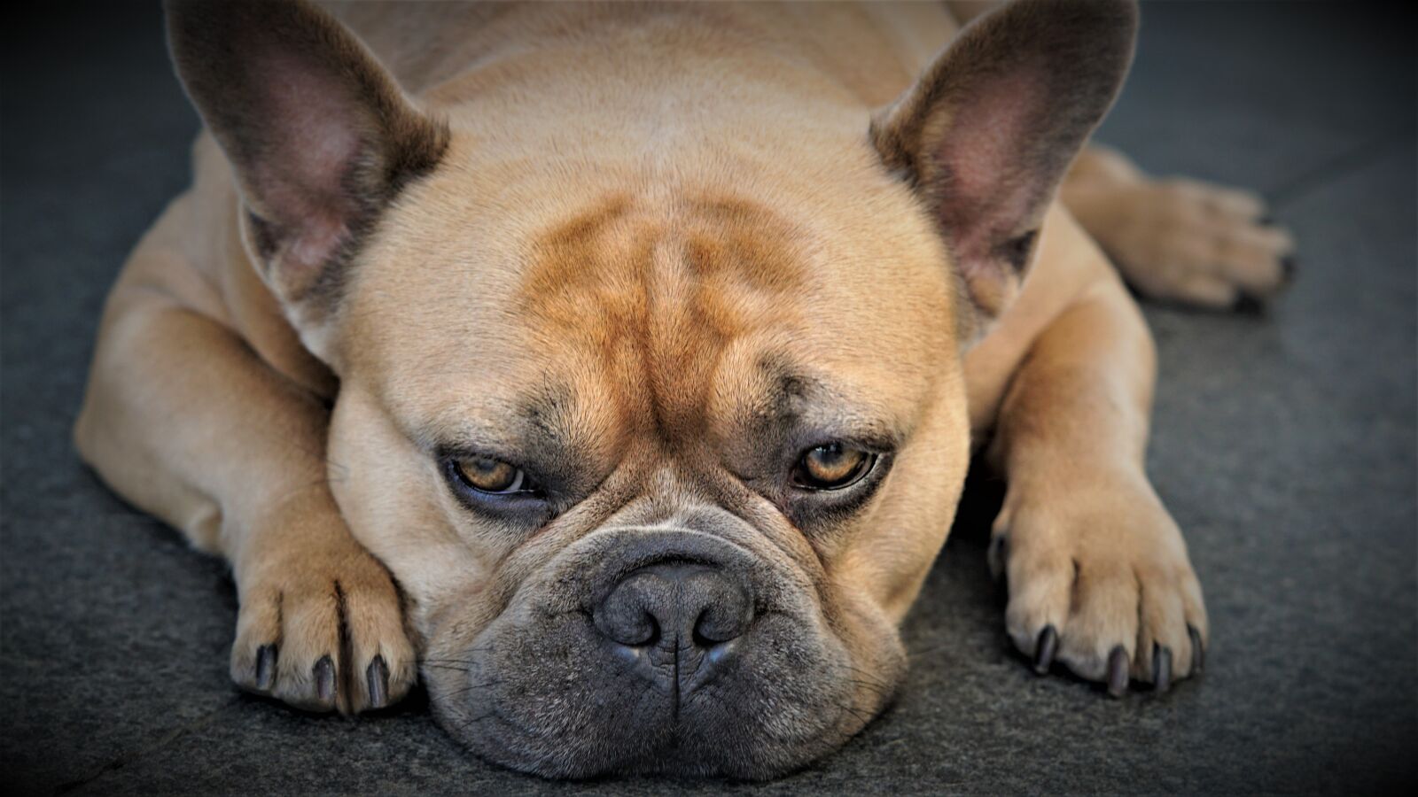 Sony FE 50mm F1.8 sample photo. French bulldog, dog, pet photography