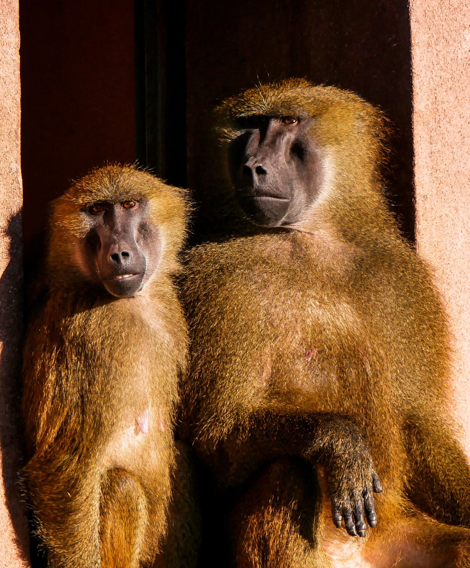Panasonic DMC-G70 sample photo. Animals, ape, barbary ape photography
