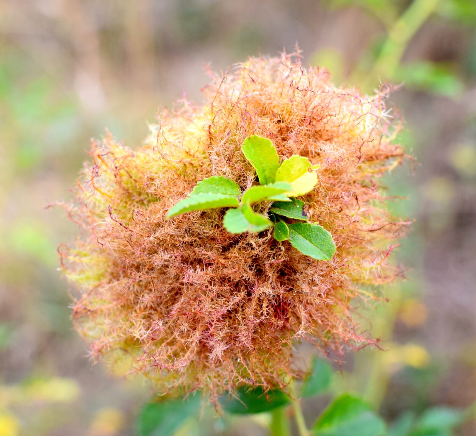 Nikon D5300 sample photo. Wild plant, seeds, nature photography