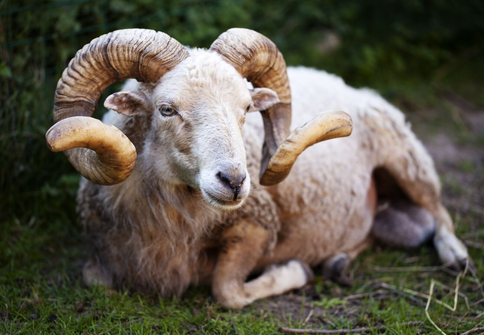 Canon EF 100mm F2.8L Macro IS USM sample photo. Aries, lying, antlers photography