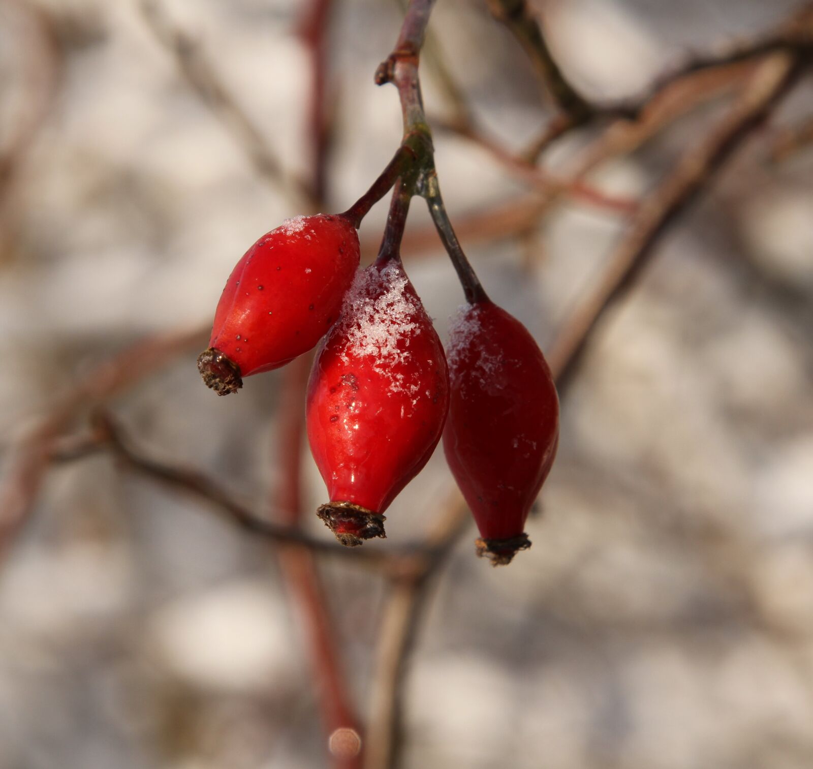 Canon EOS 7D + Canon EF 24-105mm F4L IS USM sample photo. Wintry, rose fruit, jam photography