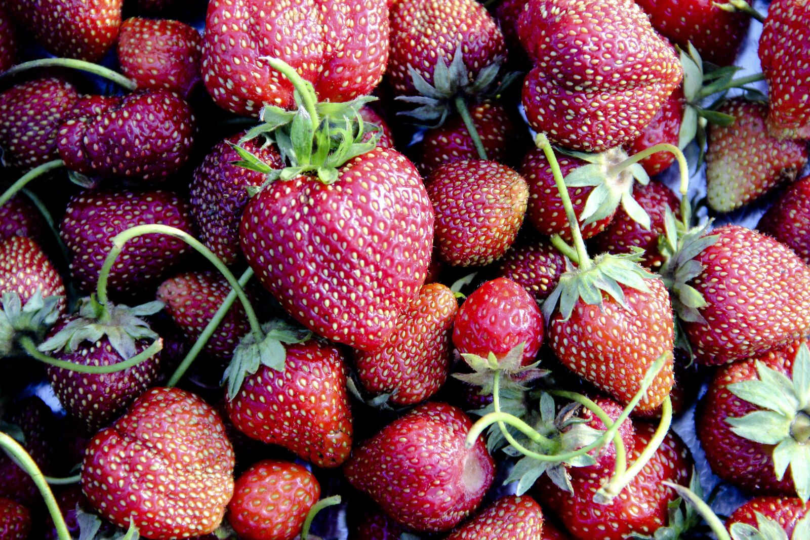 Canon EOS 650D (EOS Rebel T4i / EOS Kiss X6i) + Canon EF-S 18-135mm F3.5-5.6 IS sample photo. Strawberry, berry, fruit photography