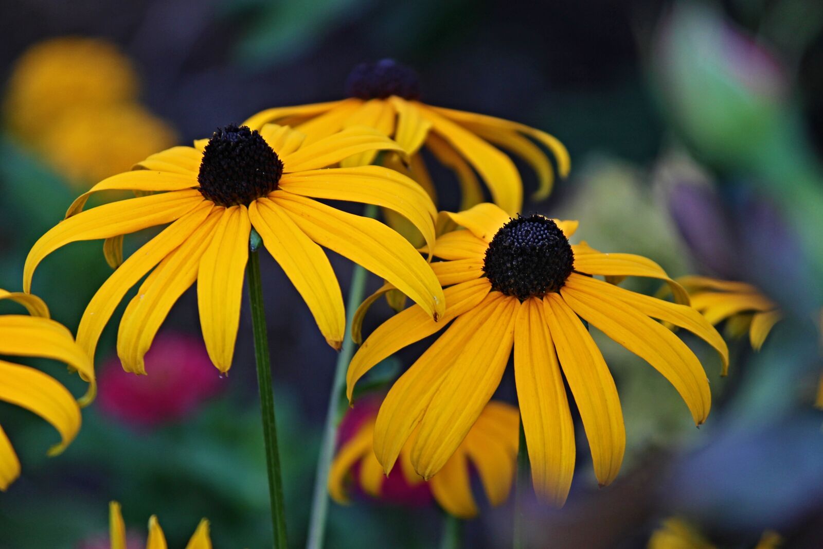 Canon EOS 1100D (EOS Rebel T3 / EOS Kiss X50) sample photo. Coneflower, yellow coneflower, rudbeckia photography