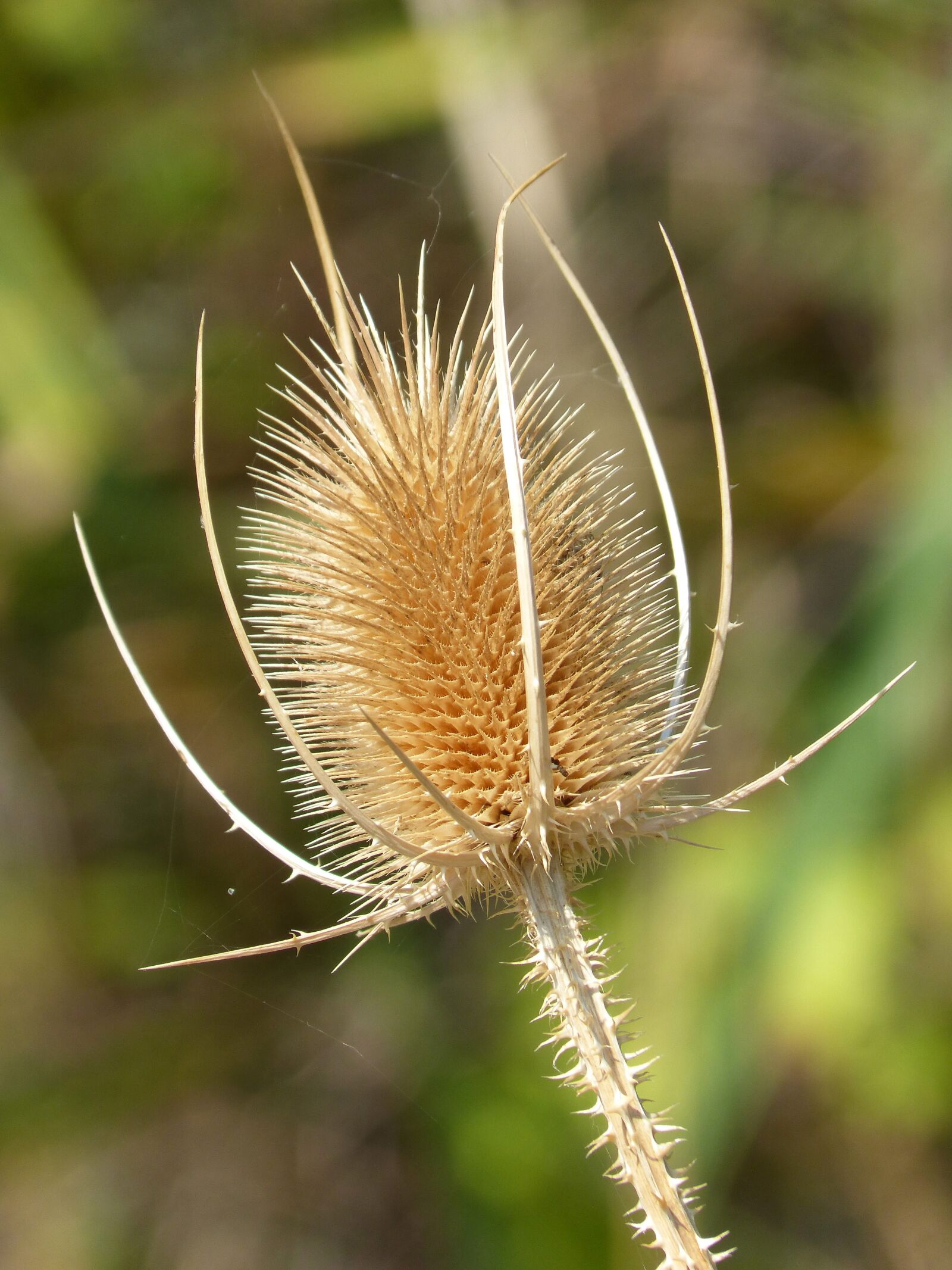 Panasonic DMC-FZ62 sample photo. Thistle, dipsacus fullonum, dried photography