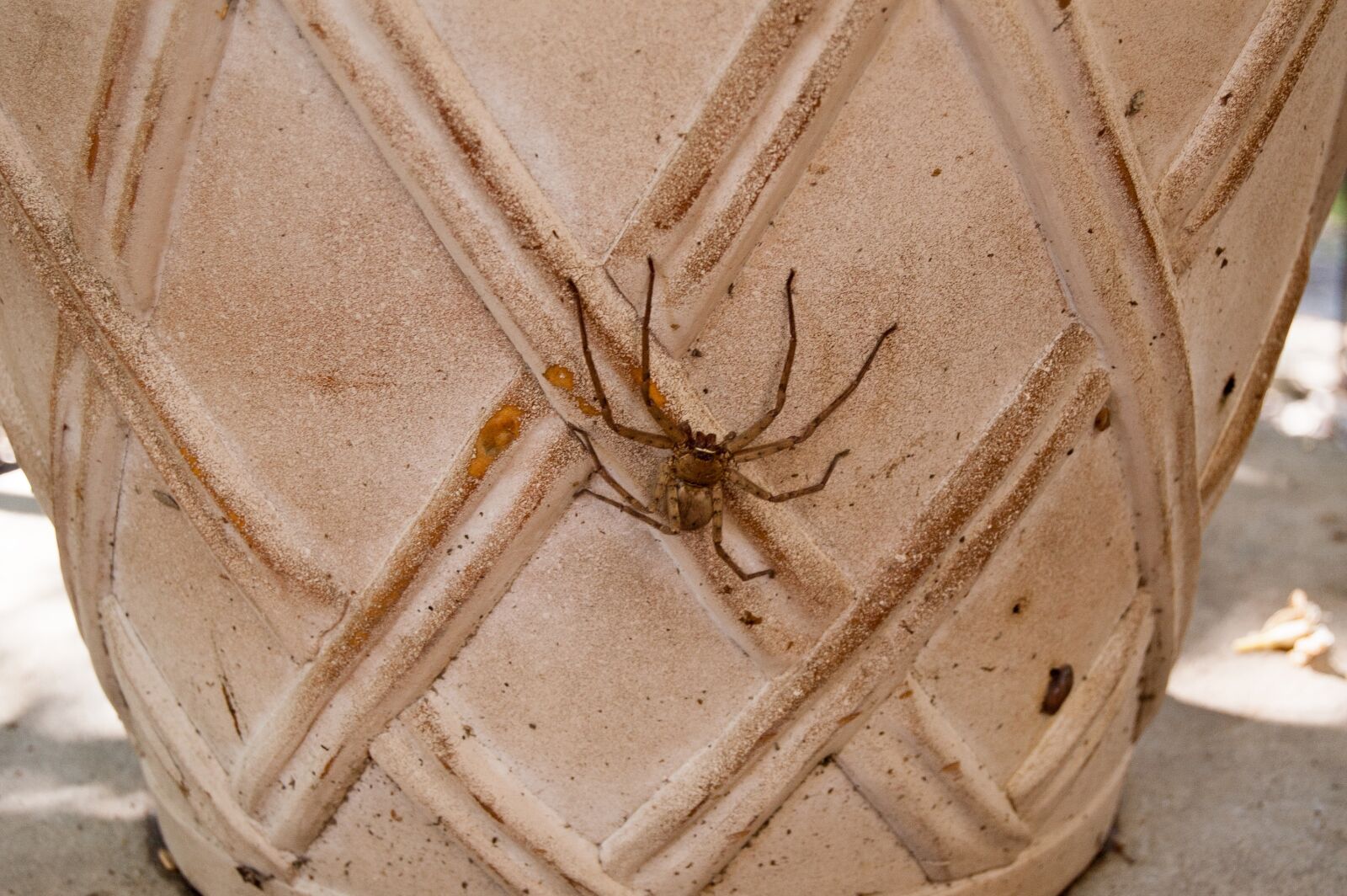 Nikon D50 sample photo. Huntsman spider, spider, arachnid photography