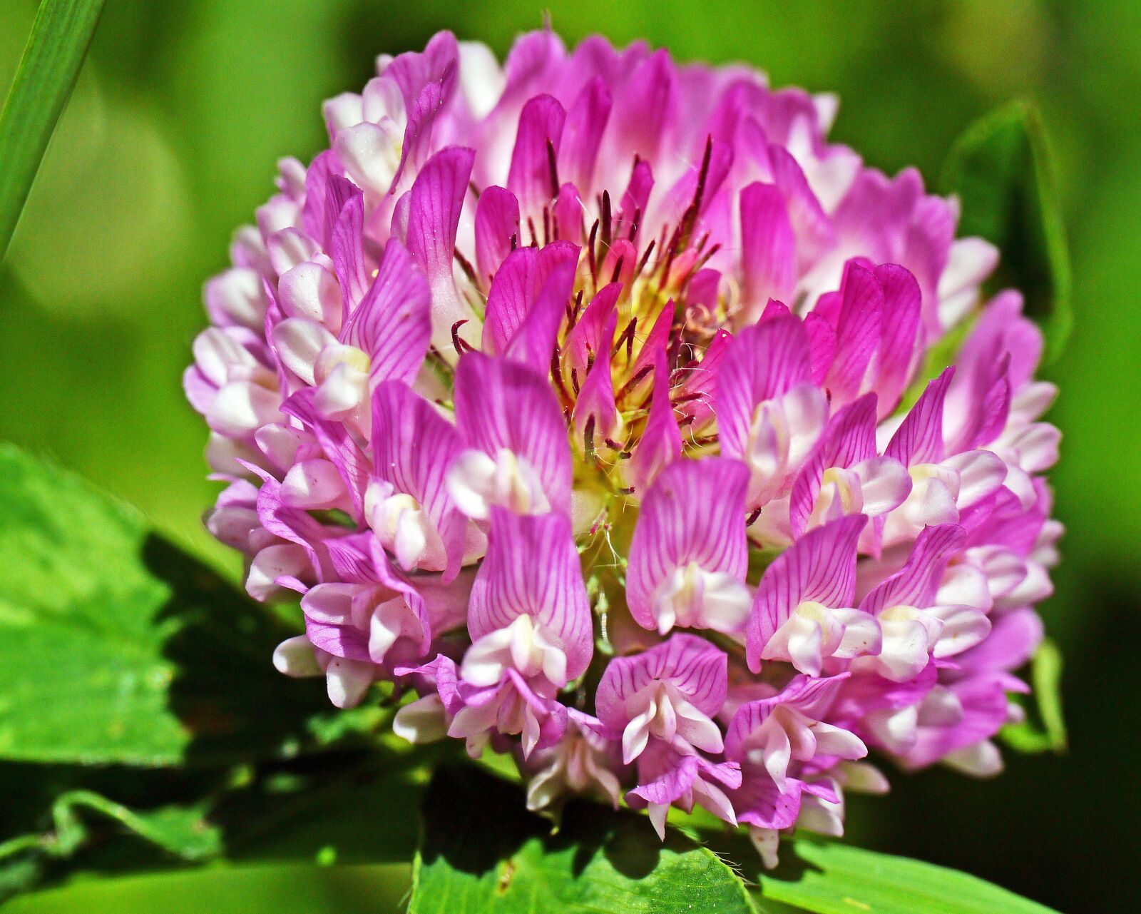Panasonic Lumix DMC-G3 sample photo. Clover flower, mountain clover photography