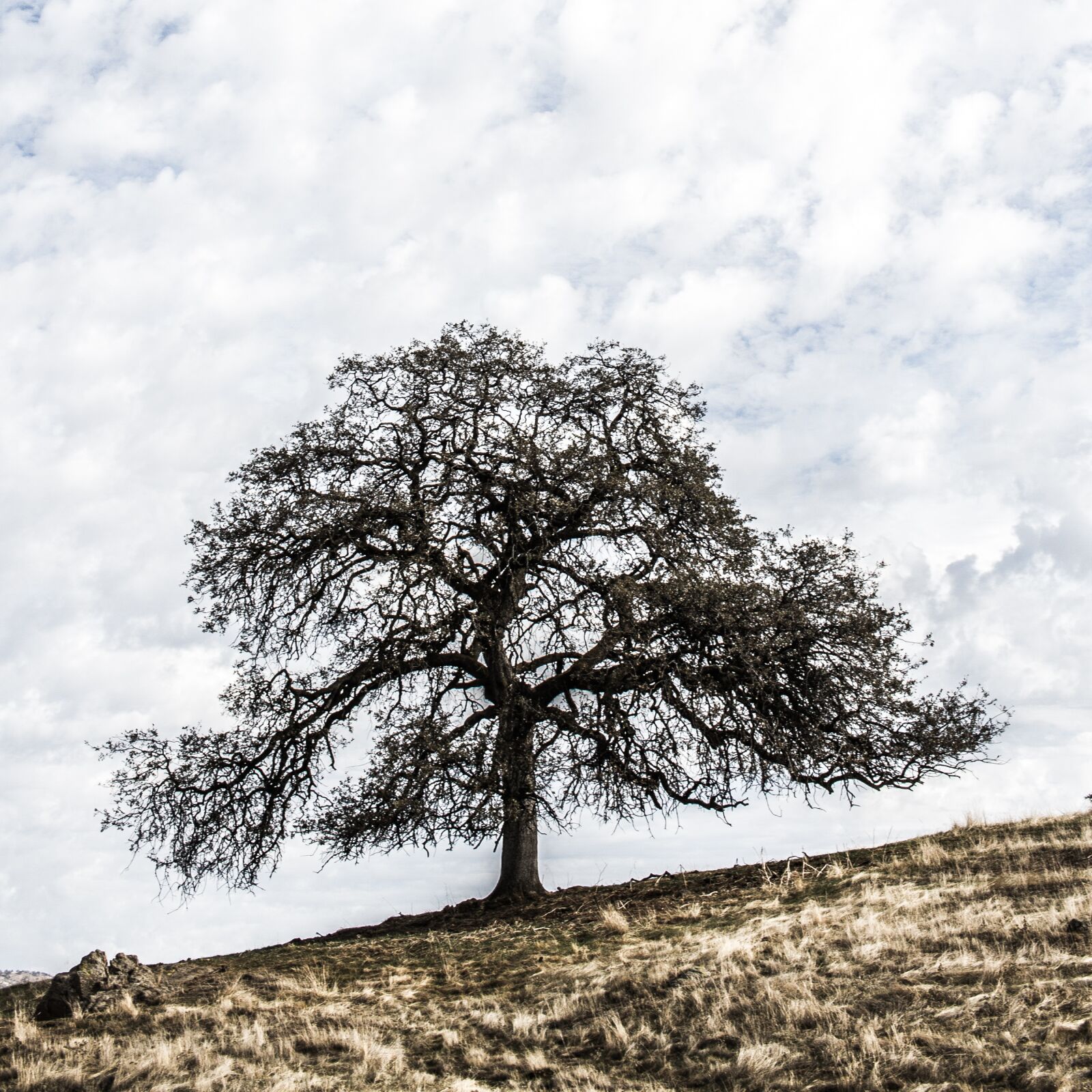 Canon EOS 7D + Canon EF-S 24mm F2.8 STM sample photo. Tree, landscape, alone photography