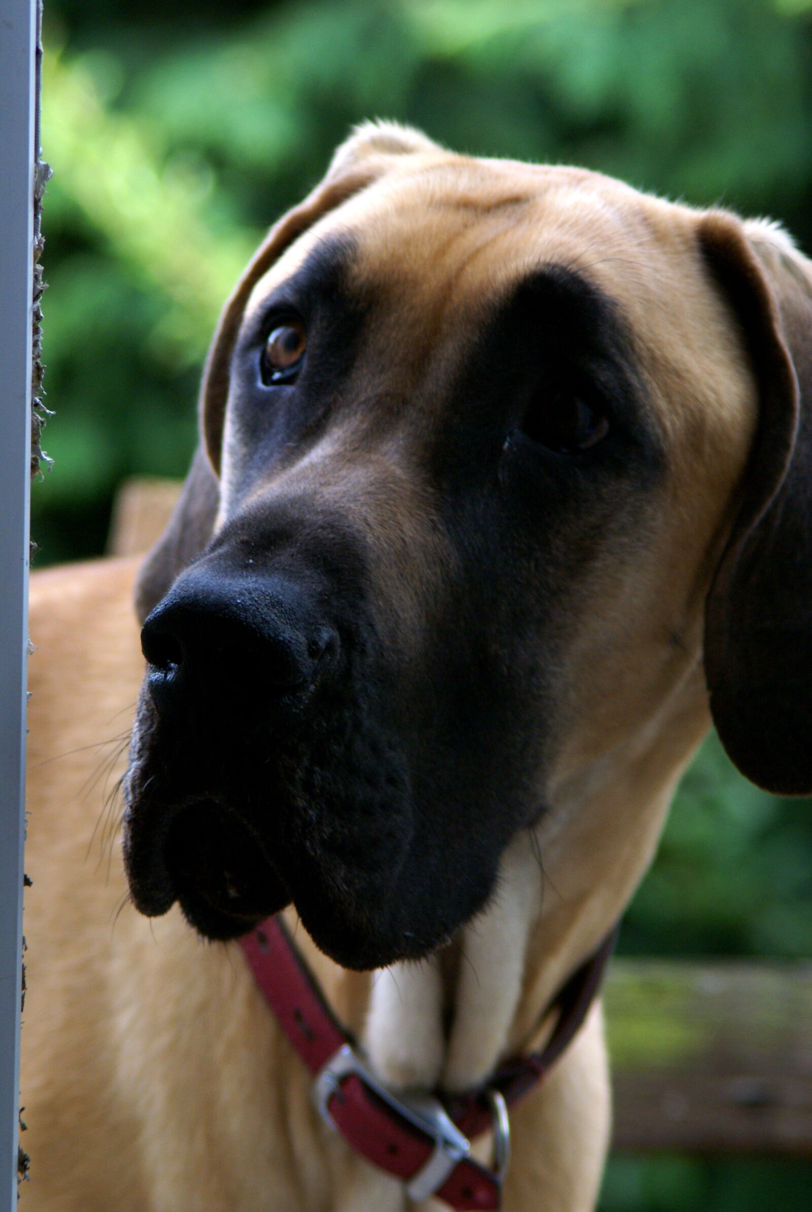 Sony Alpha DSLR-A100 sample photo. Dog, great dane, pet photography