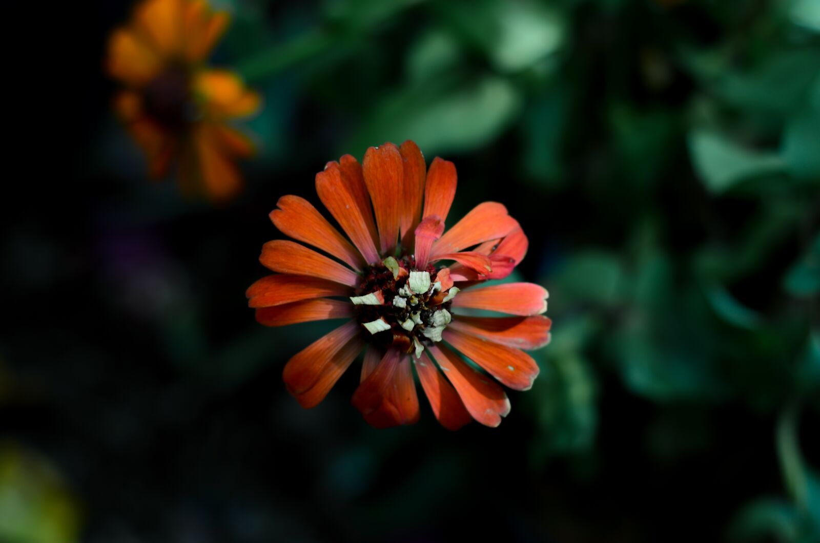 Nikon D7000 sample photo. Beautiful, flower, garden photography