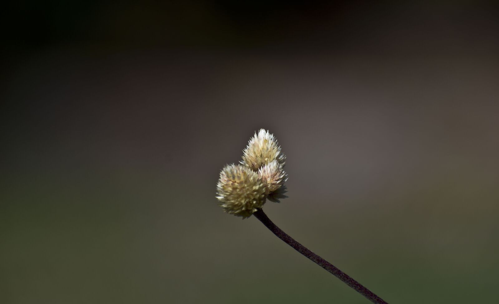 Nikon D3500 sample photo. Flower, spikes, flora photography