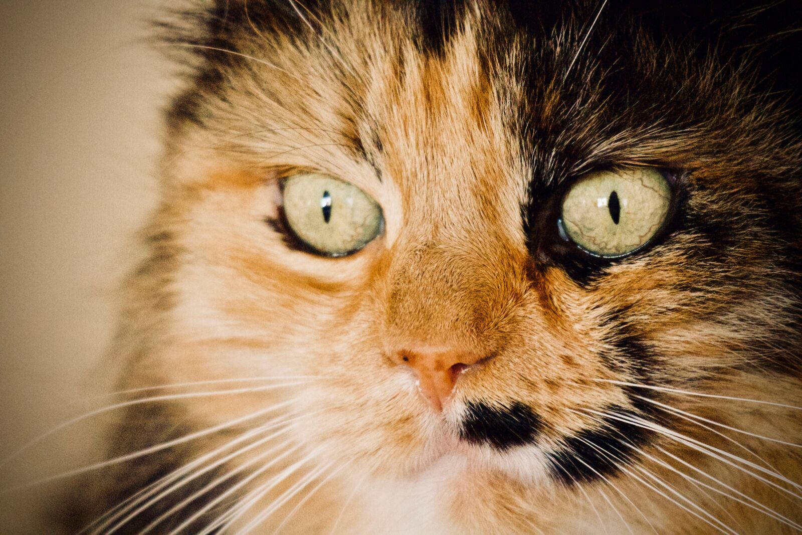 Canon EOS M sample photo. Cat, cat's eye, yellow photography
