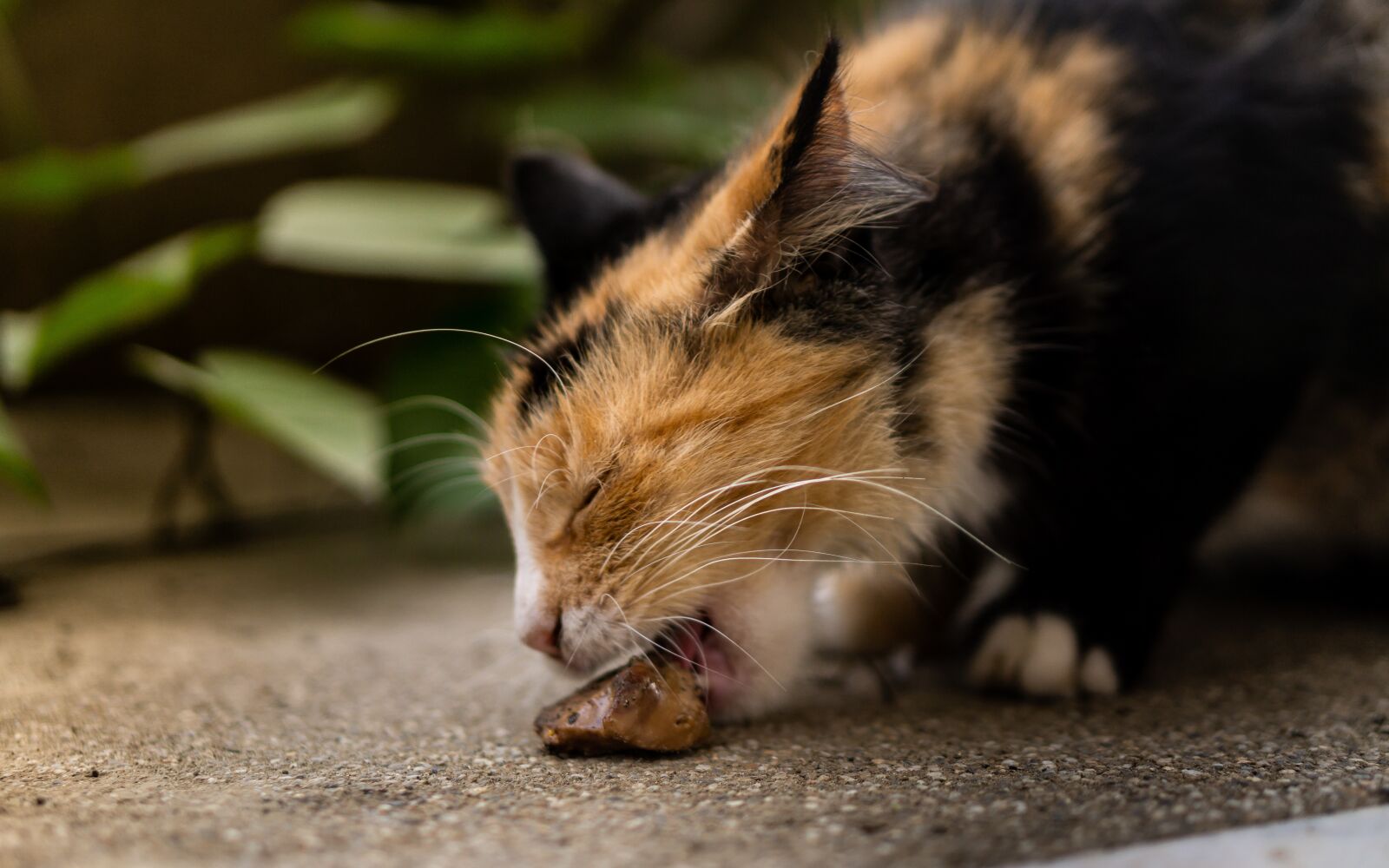 E 50mm F1.8 OSS sample photo. Cat, animal, eyes photography