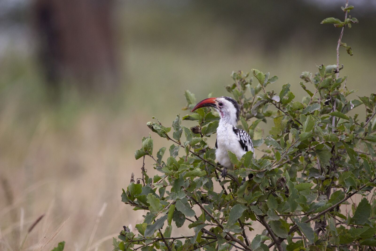150-600mm F5-6.3 DG OS HSM | Contemporary 015 sample photo. Bird, large beak, tanzania photography