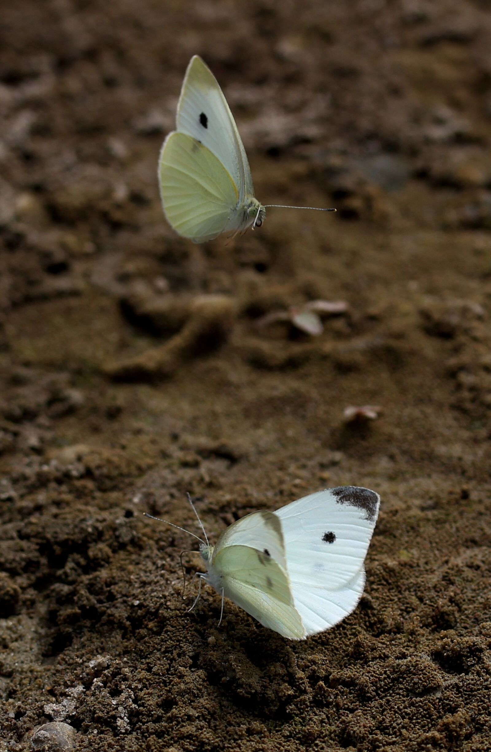 Canon EF-S 60mm F2.8 Macro USM sample photo. Butterfly, white, roi photography