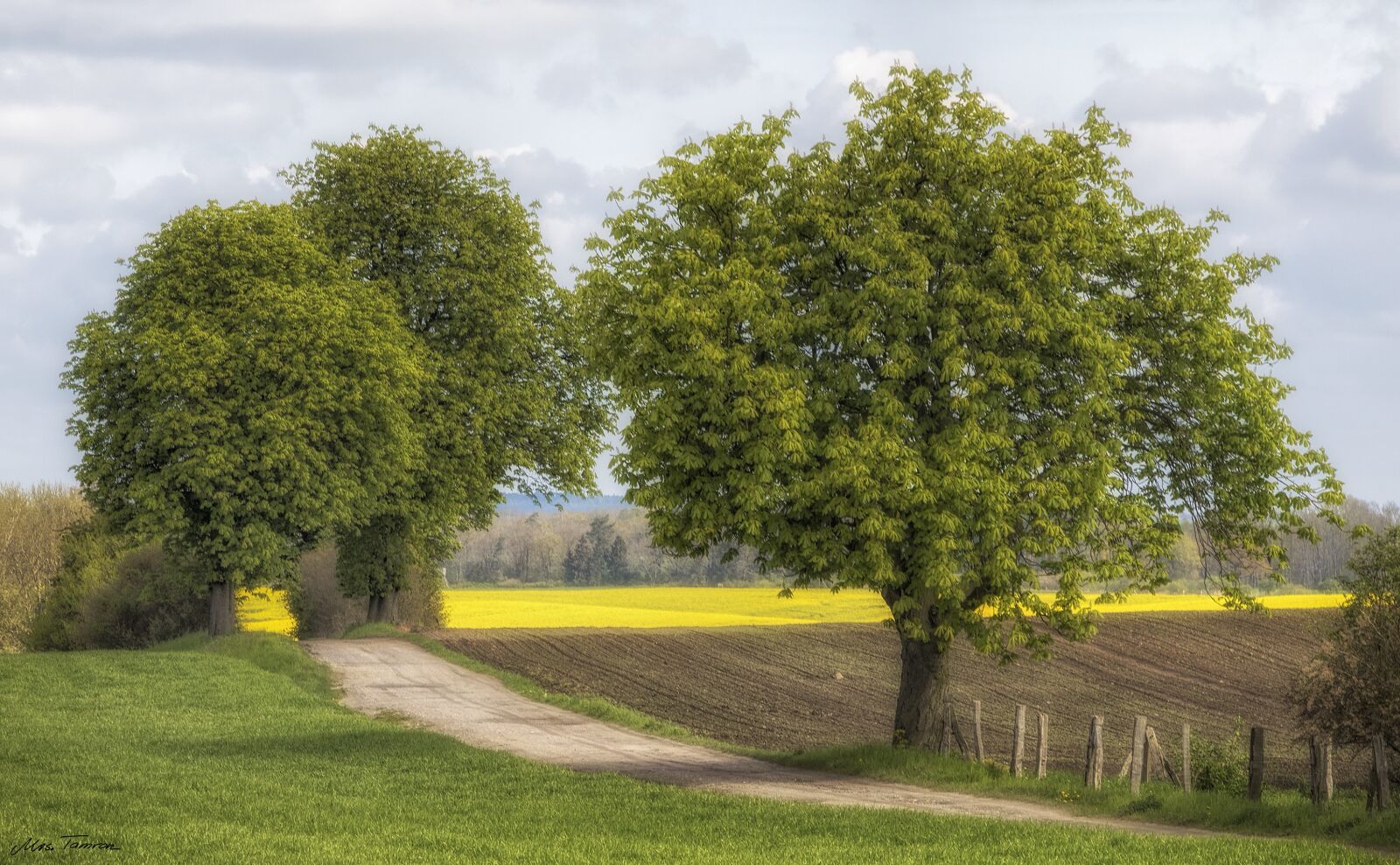 Canon EOS 7D Mark II sample photo. Tree, nature, landscape photography