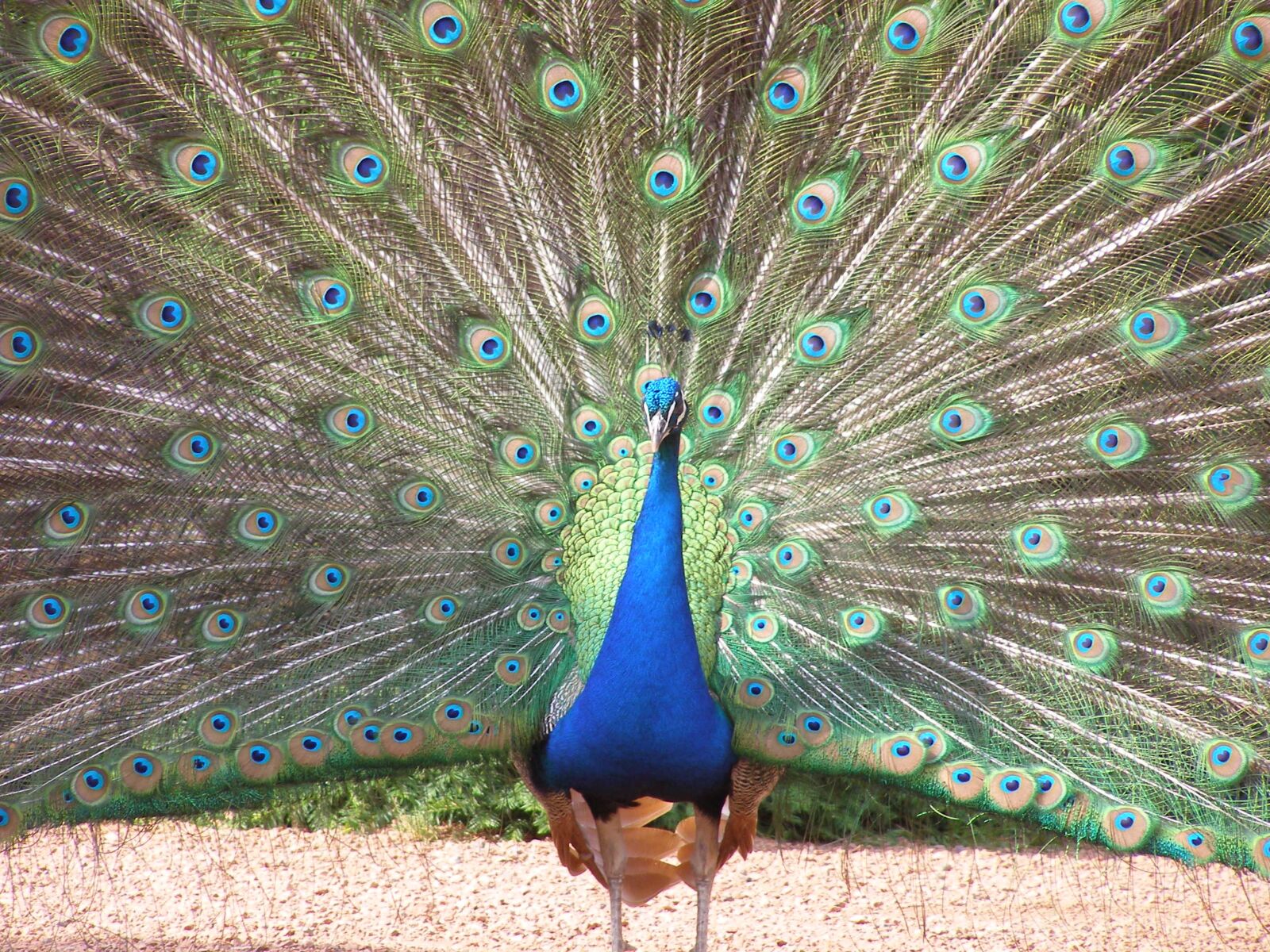 Olympus SP500UZ sample photo. Peacock, feather, tail photography