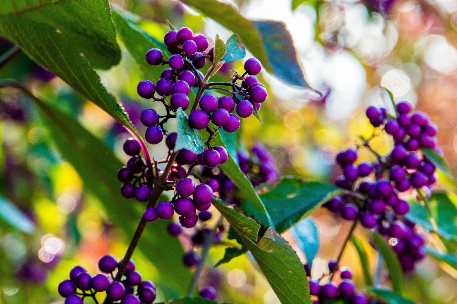Sony a6500 sample photo. Autumn, berries, purple photography