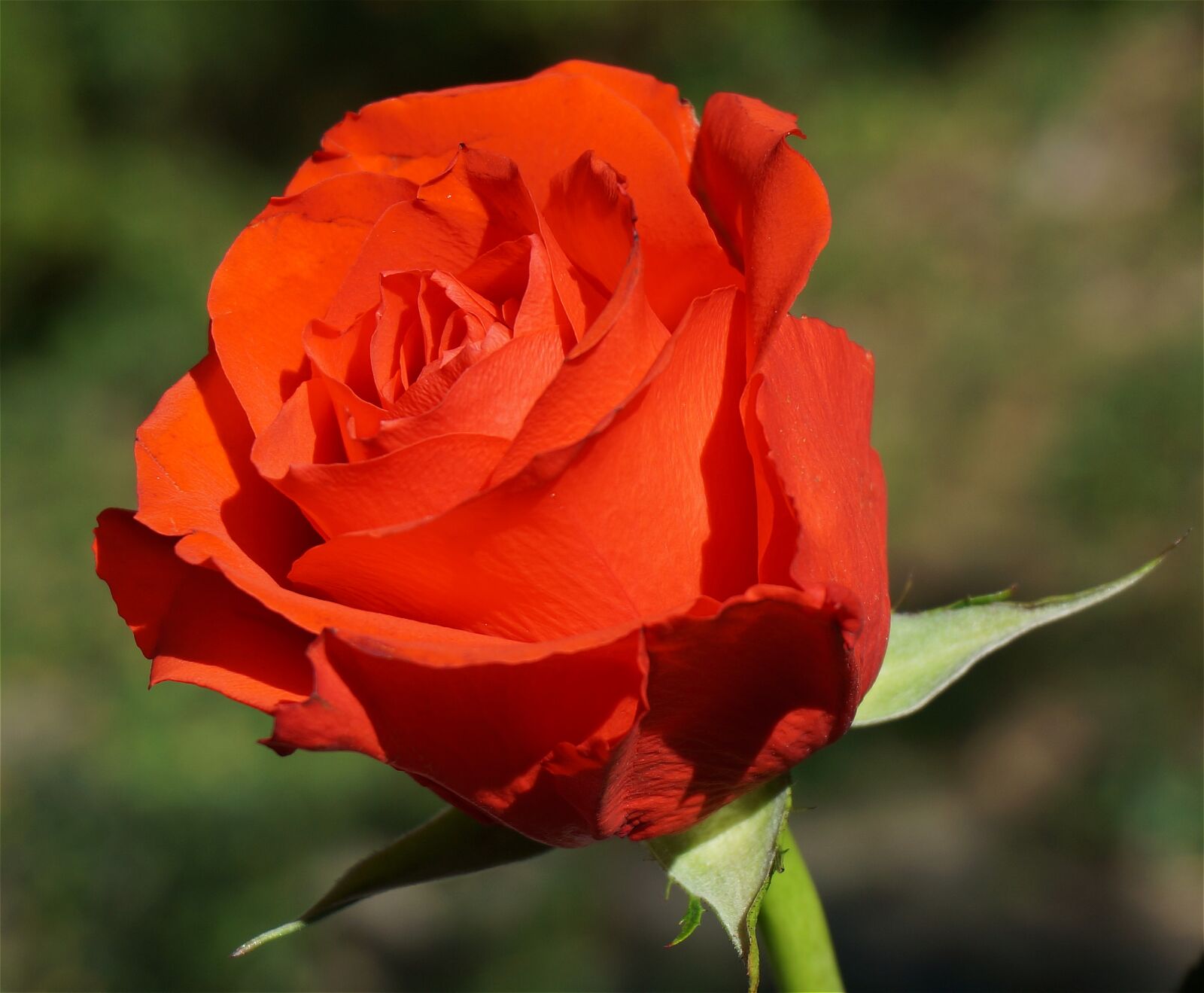 Sony Alpha NEX-5T sample photo. Orange rose, rose, flower photography