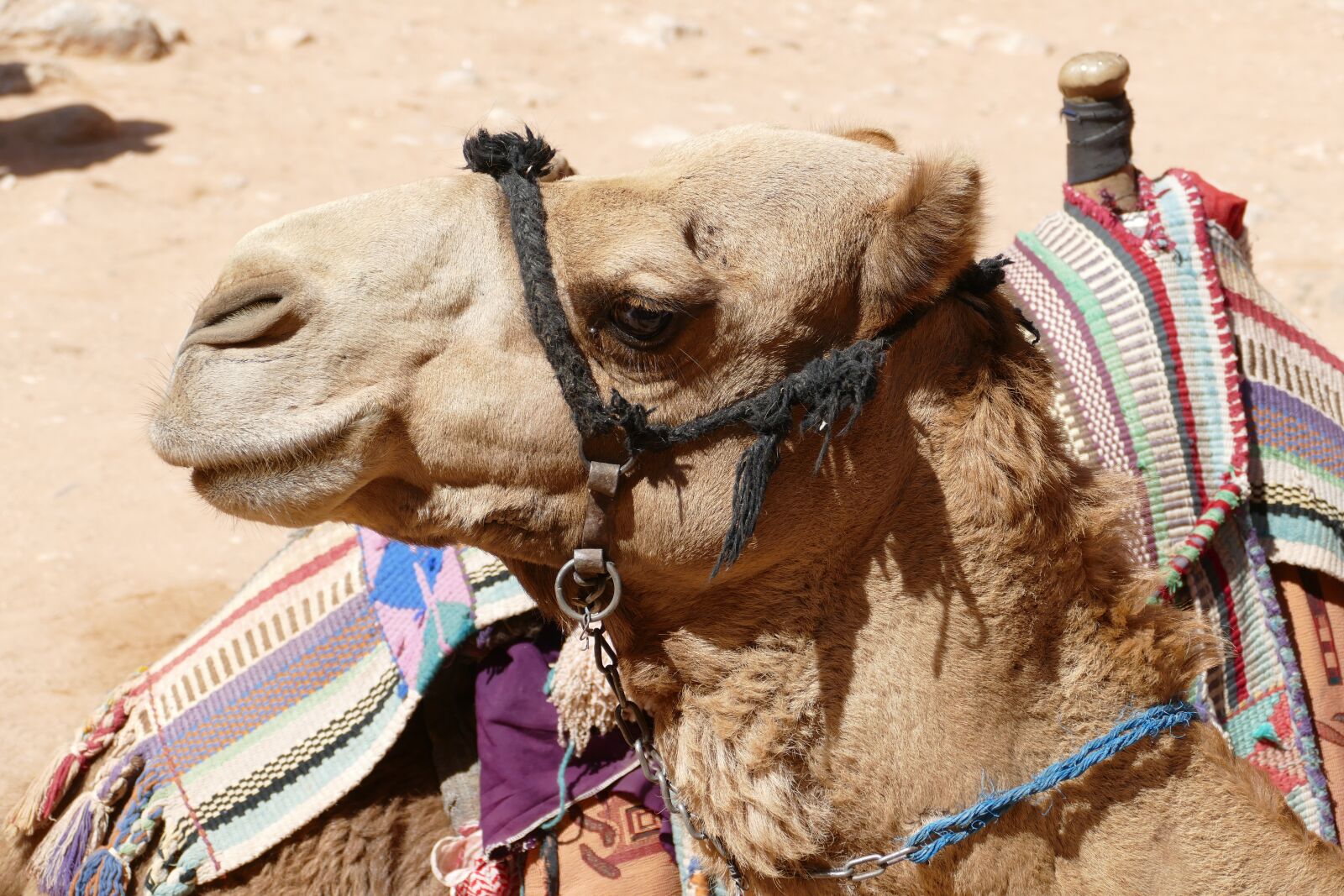 Panasonic Lumix DMC-FZ1000 sample photo. Jordan, wadi rum, desert photography