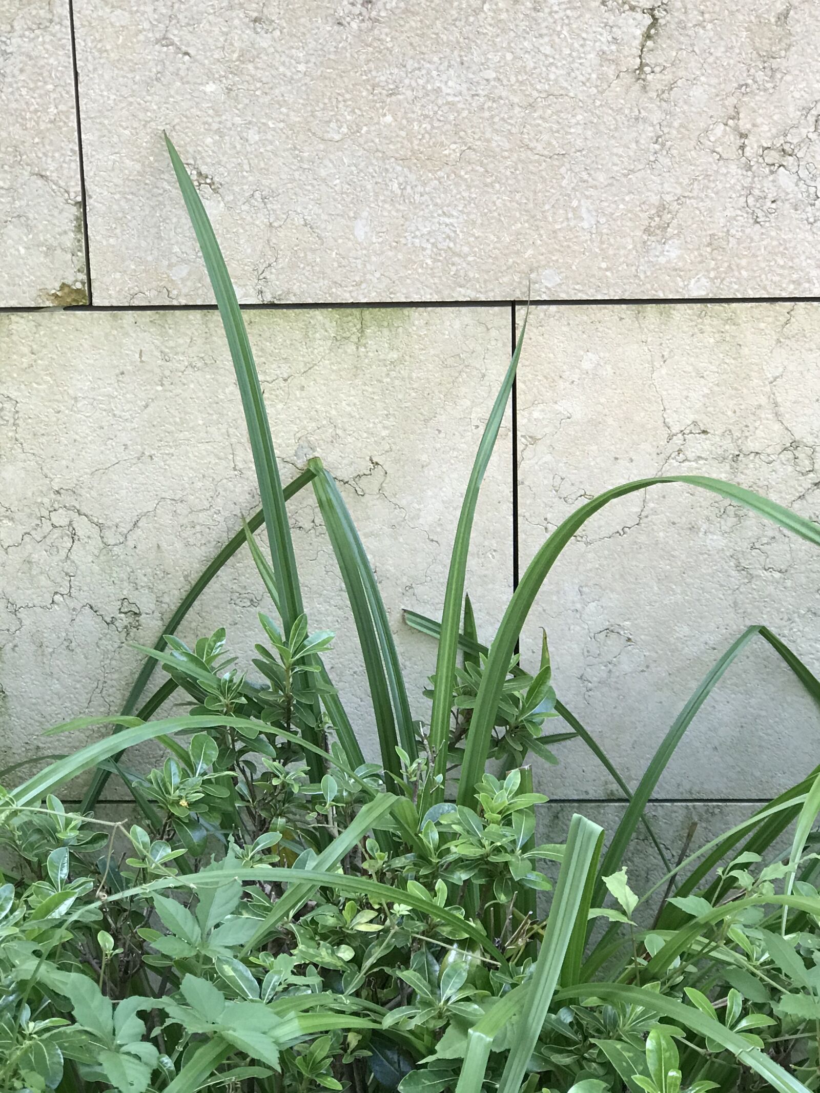 Apple iPhone 7 Plus sample photo. Weeds, grass, plant photography